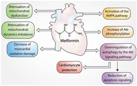 Effects of Metformin on Ischemia/Reperfusion Injury: New Evidence and ...