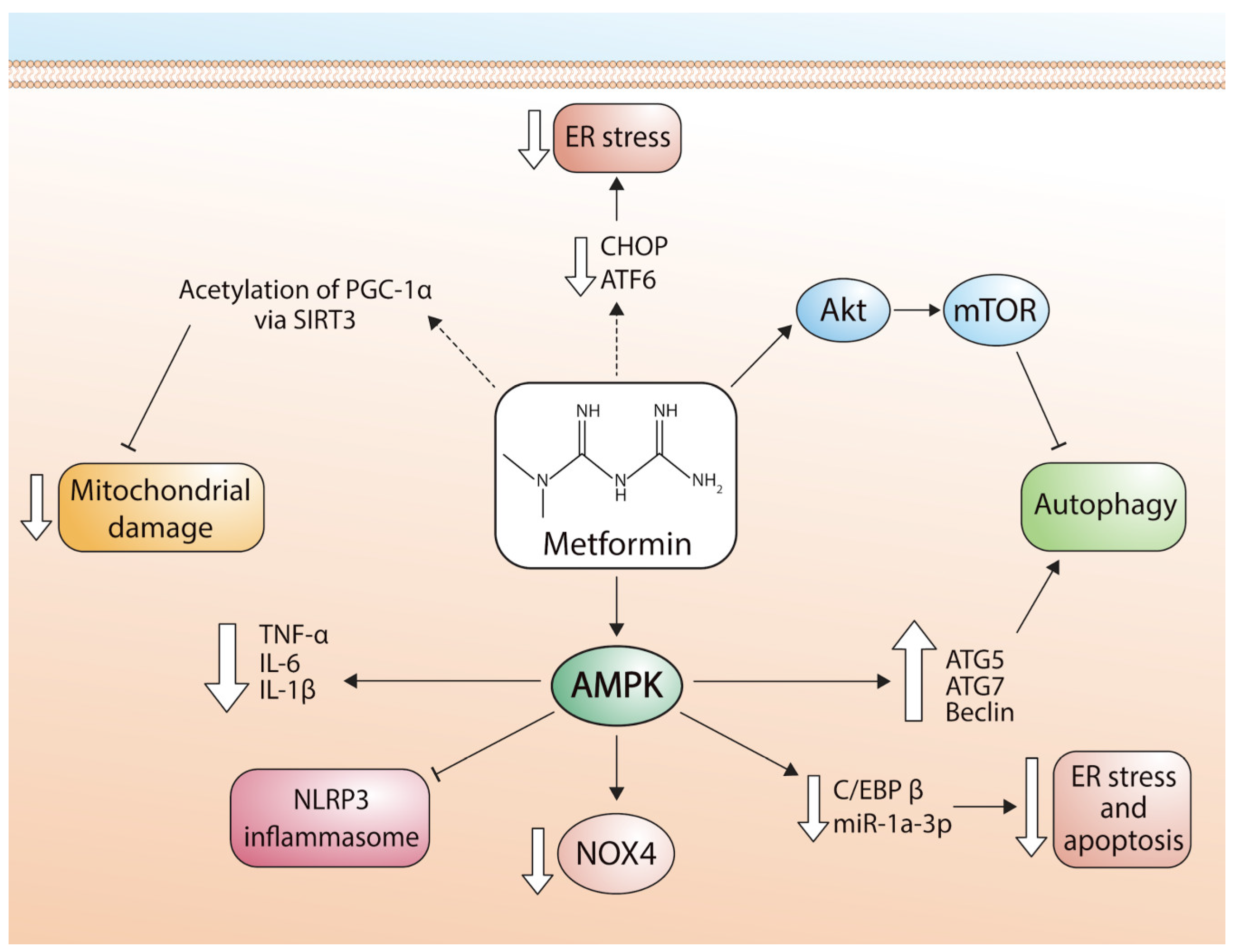 Pharmaceuticals 16 01121 g002