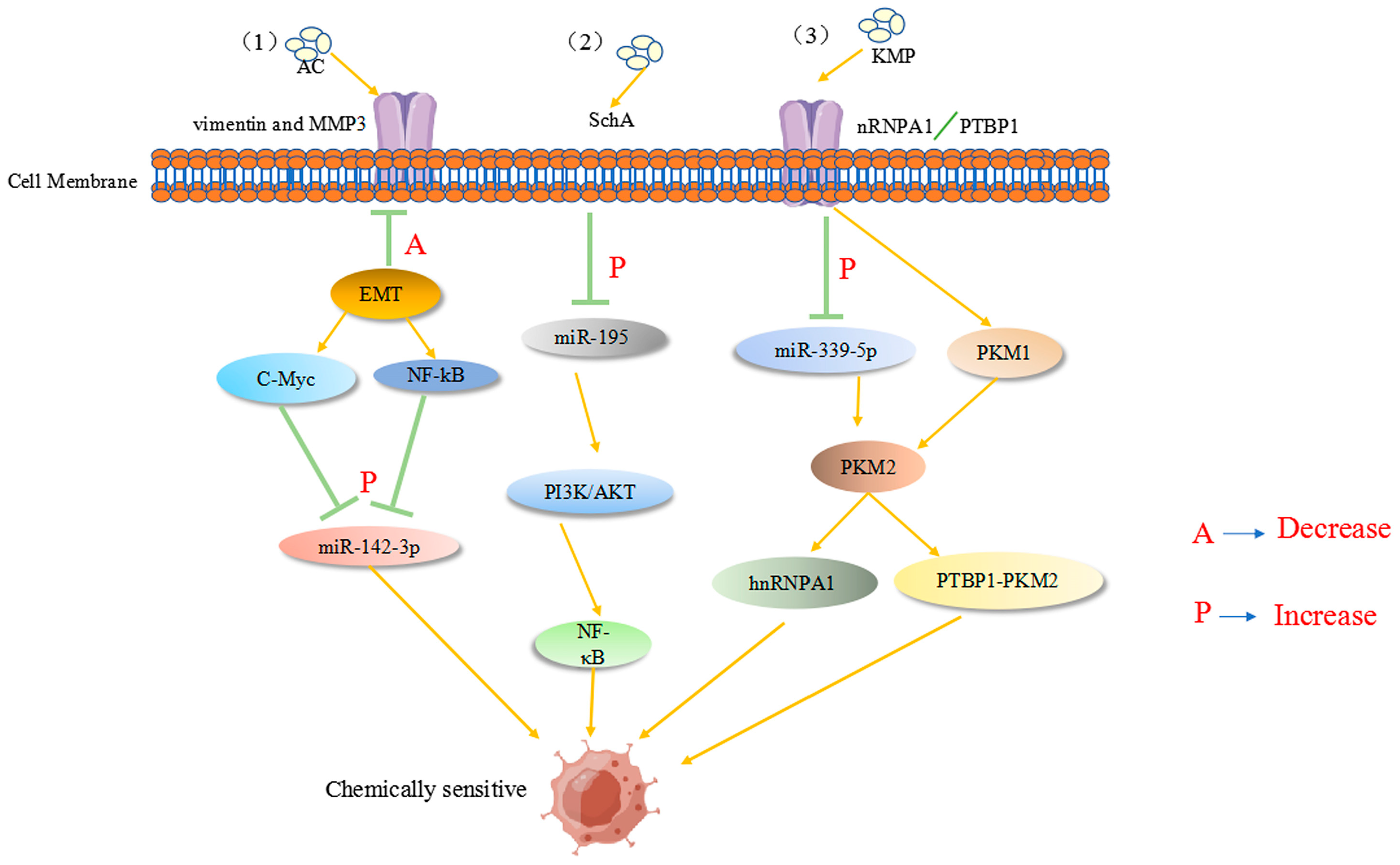 Pharmaceuticals 16 01122 g004