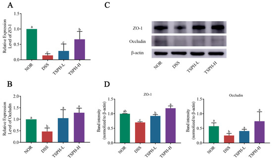 Tamarind Seed Polysaccharide Hydrolysate Ameliorates Dextran