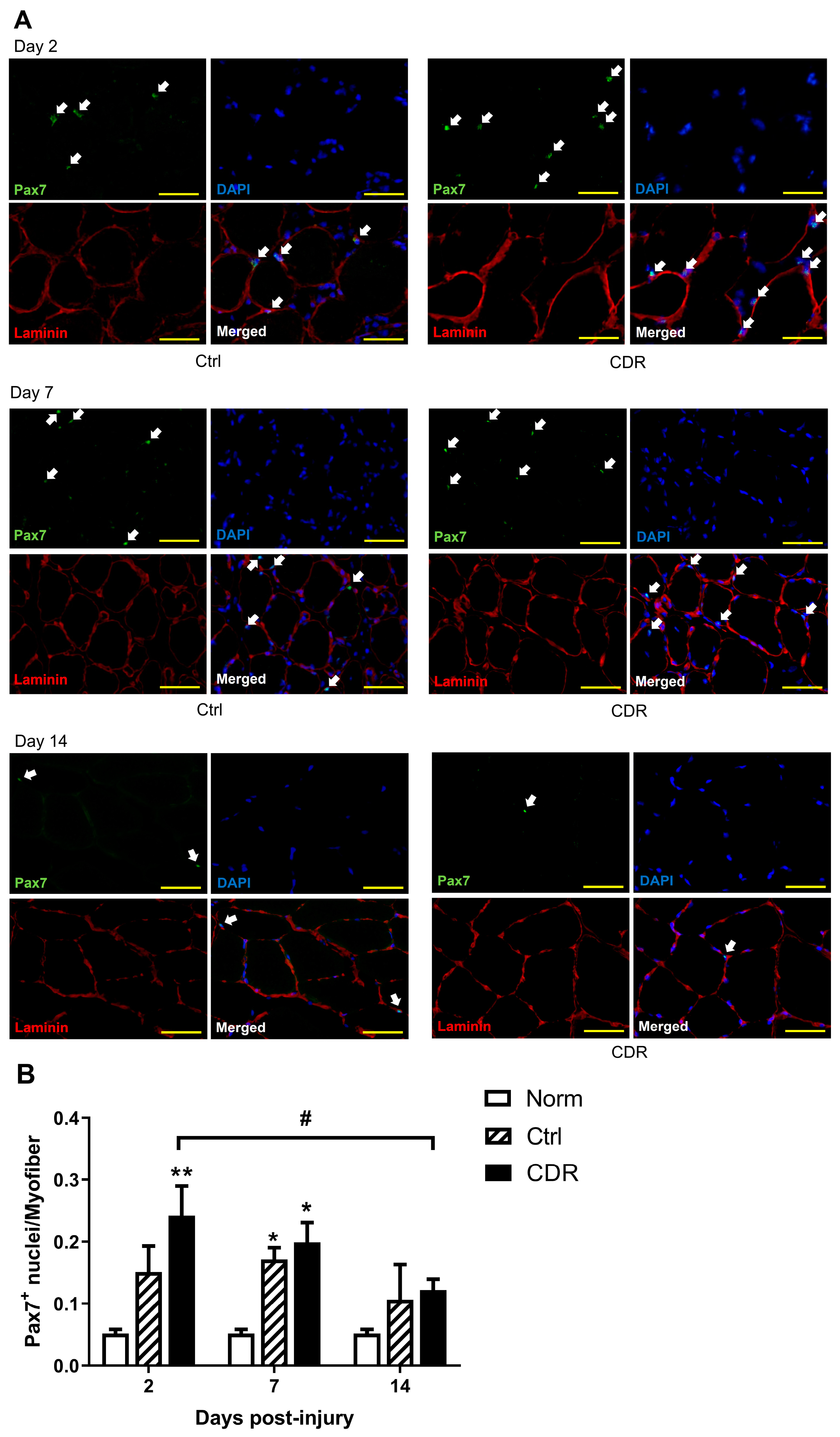 Pharmaceuticals 16 01144 g003