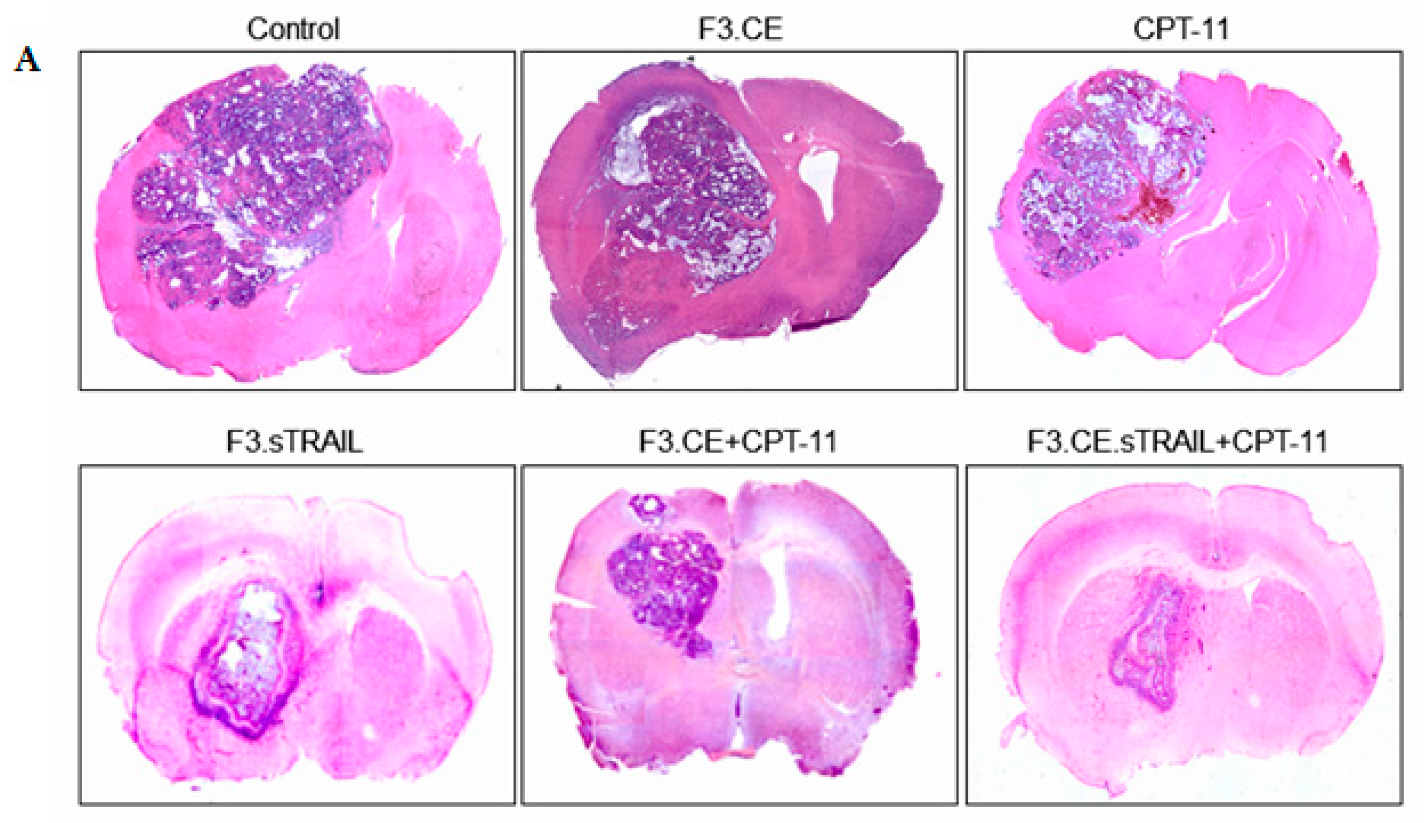 Pharmaceuticals 16 01156 g007a