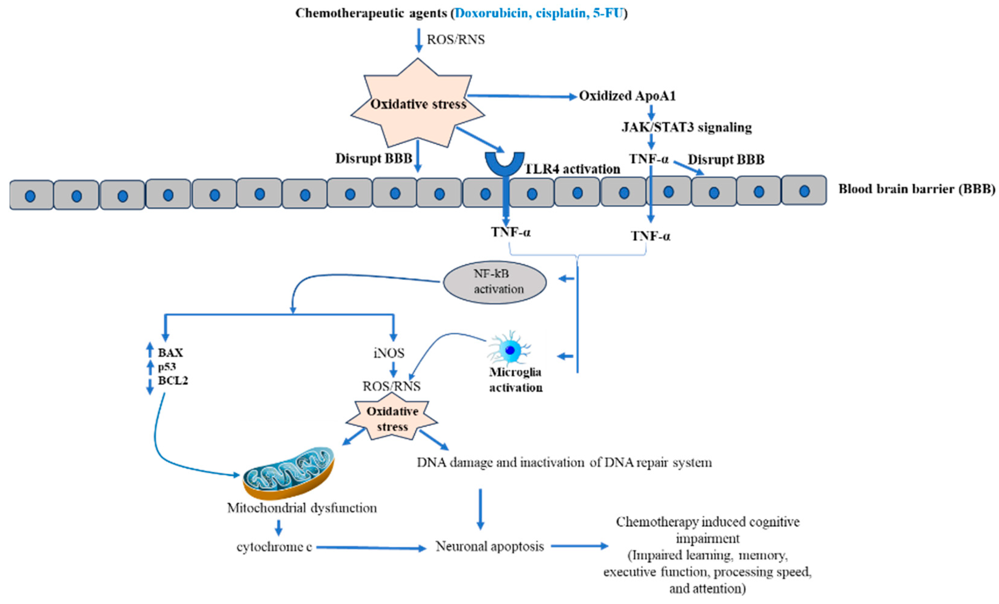 Chemotherapy-Mediated Neuronal Aberration