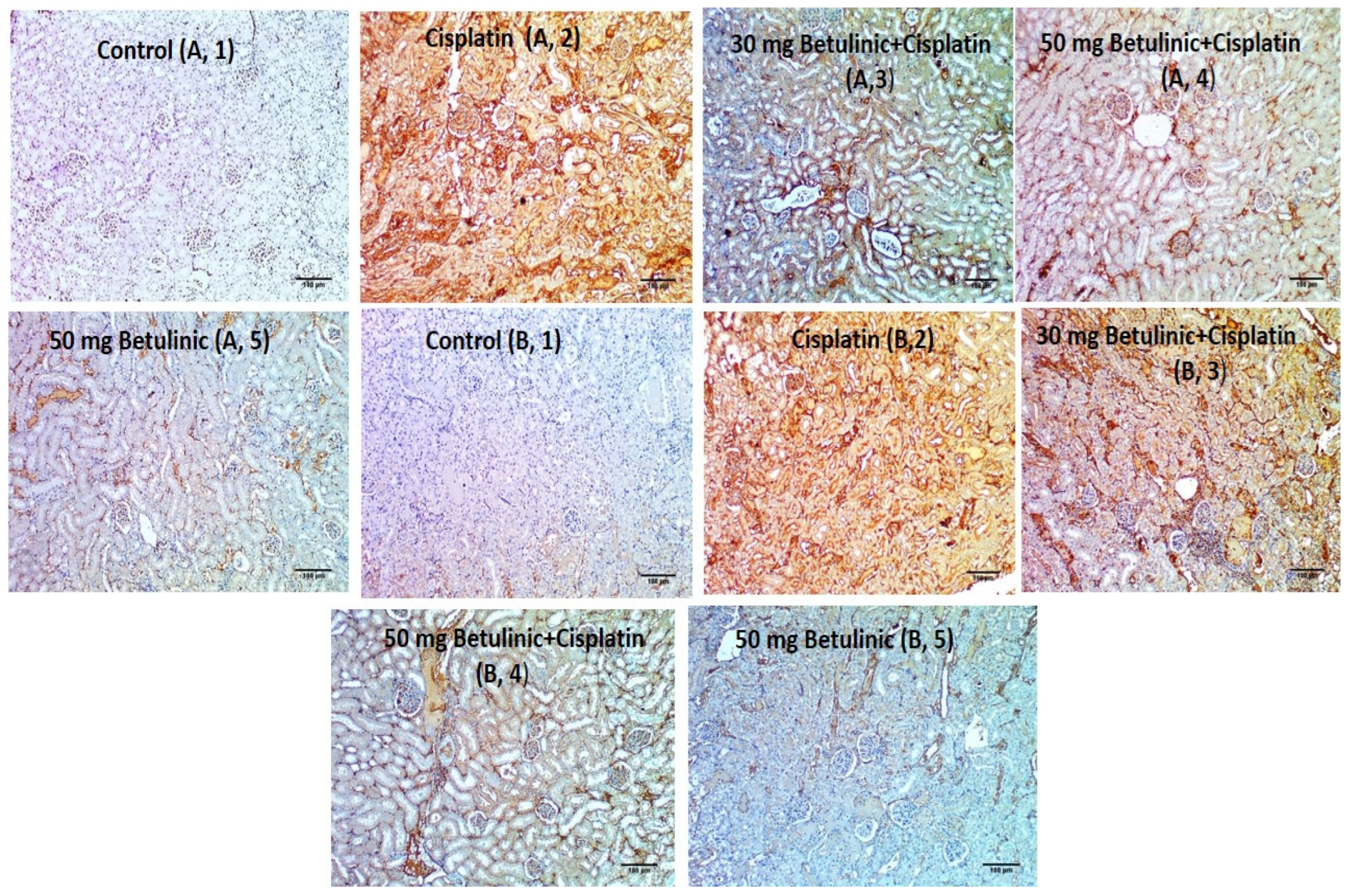 Pharmaceuticals 16 01180 g007