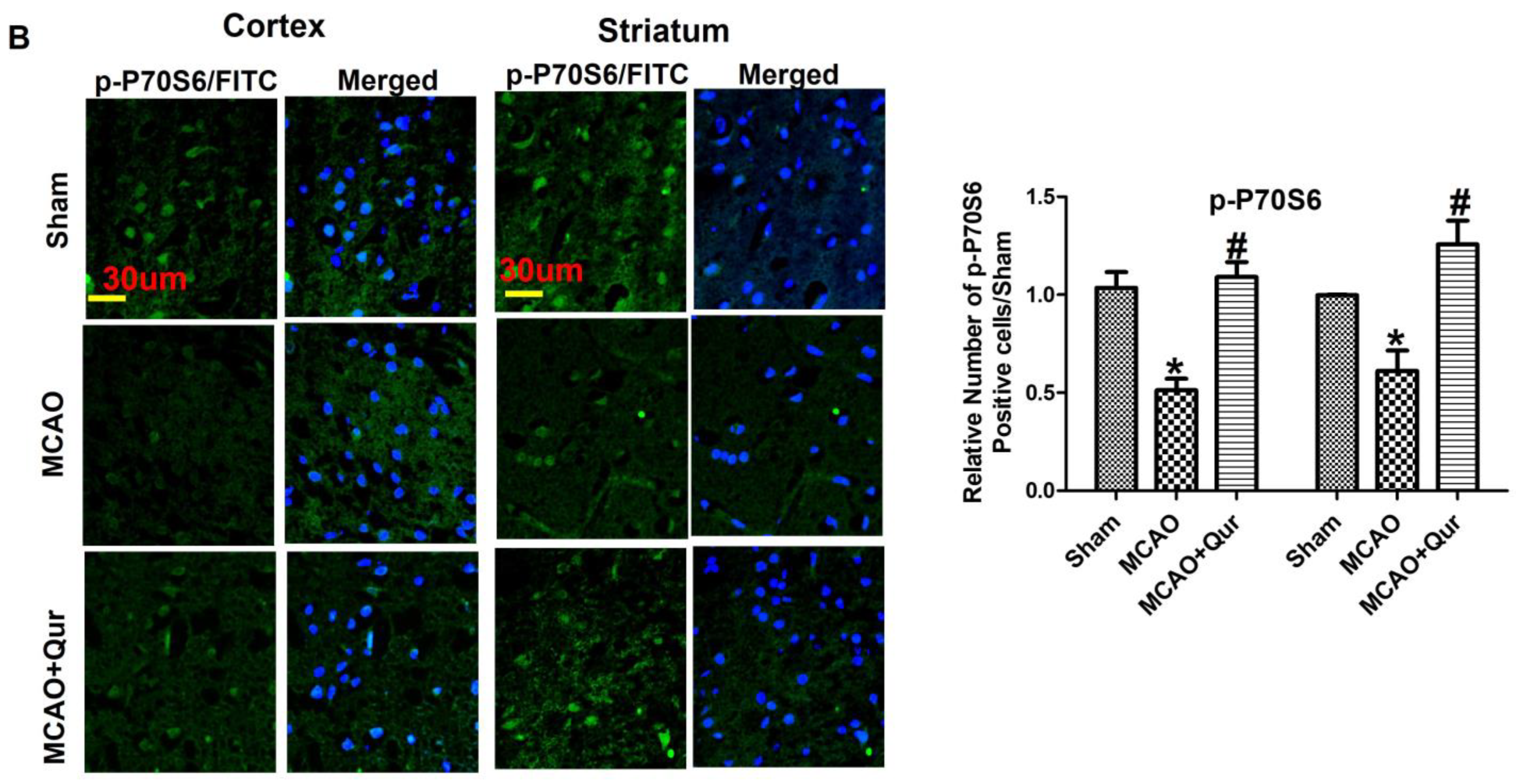 Pharmaceuticals 16 01182 g003b