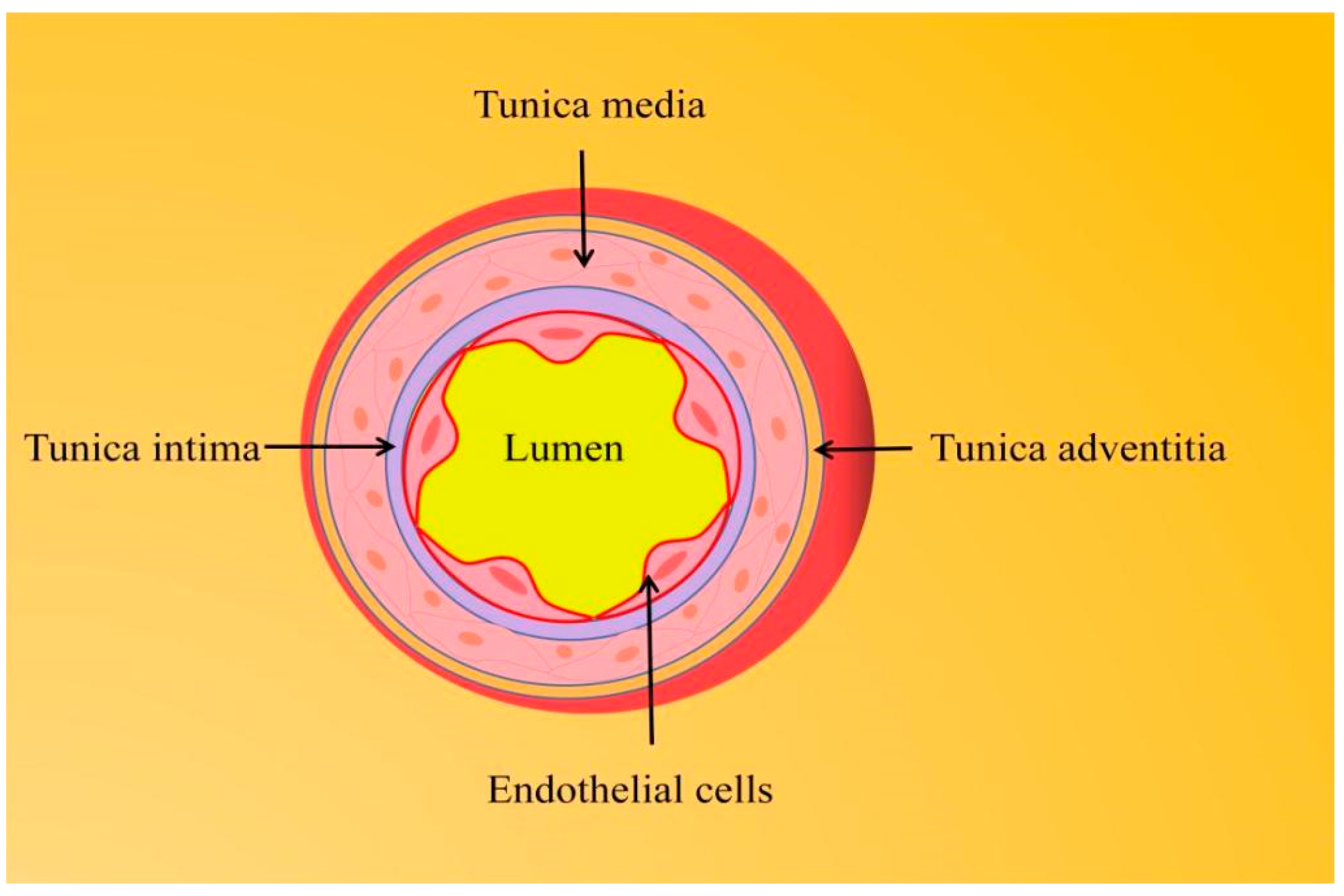 Tunica Intima - an overview