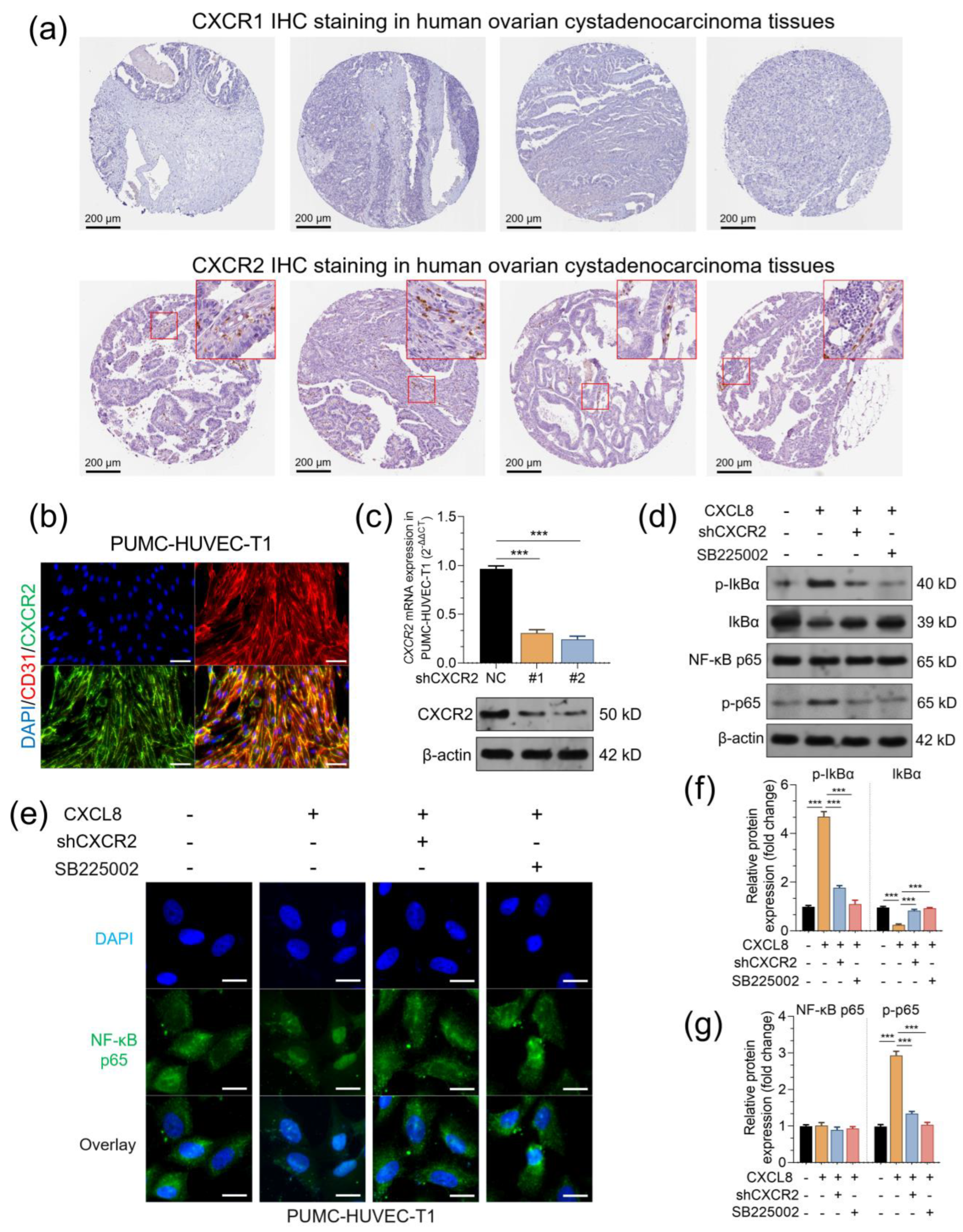 Pharmaceuticals 16 01210 g004