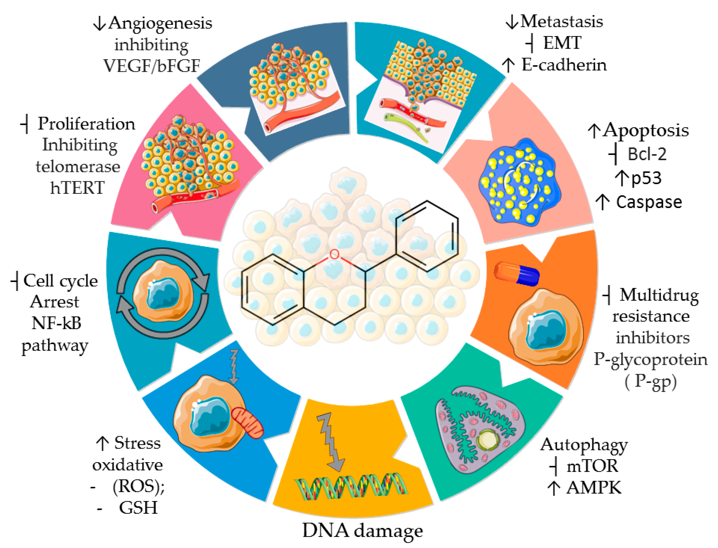 Pharmaceuticals Free FullText Anticancer Potential of Flavonoids