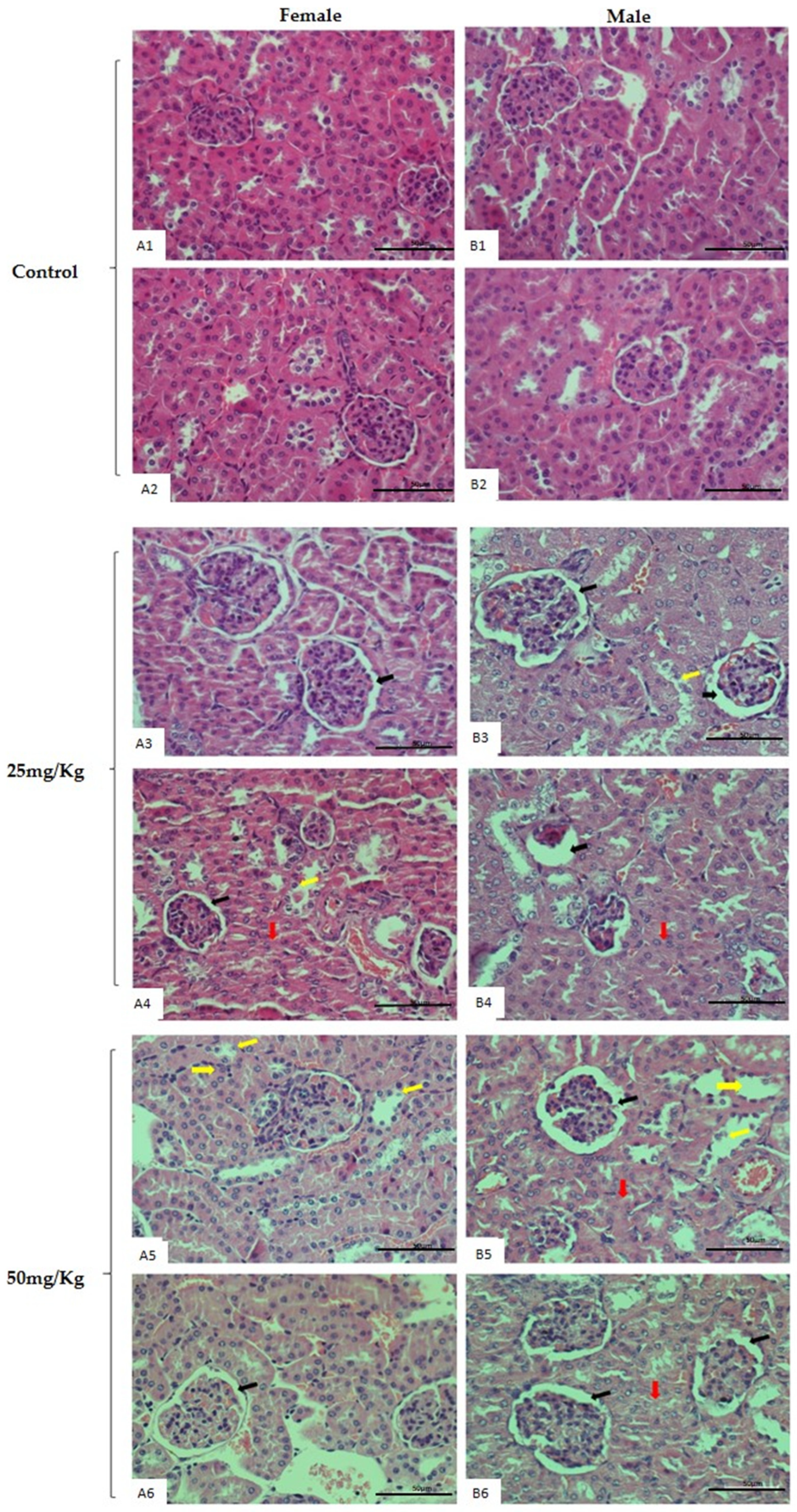 Pharmaceuticals 16 01232 g004 Pharmaceuticals 16 01232 g004