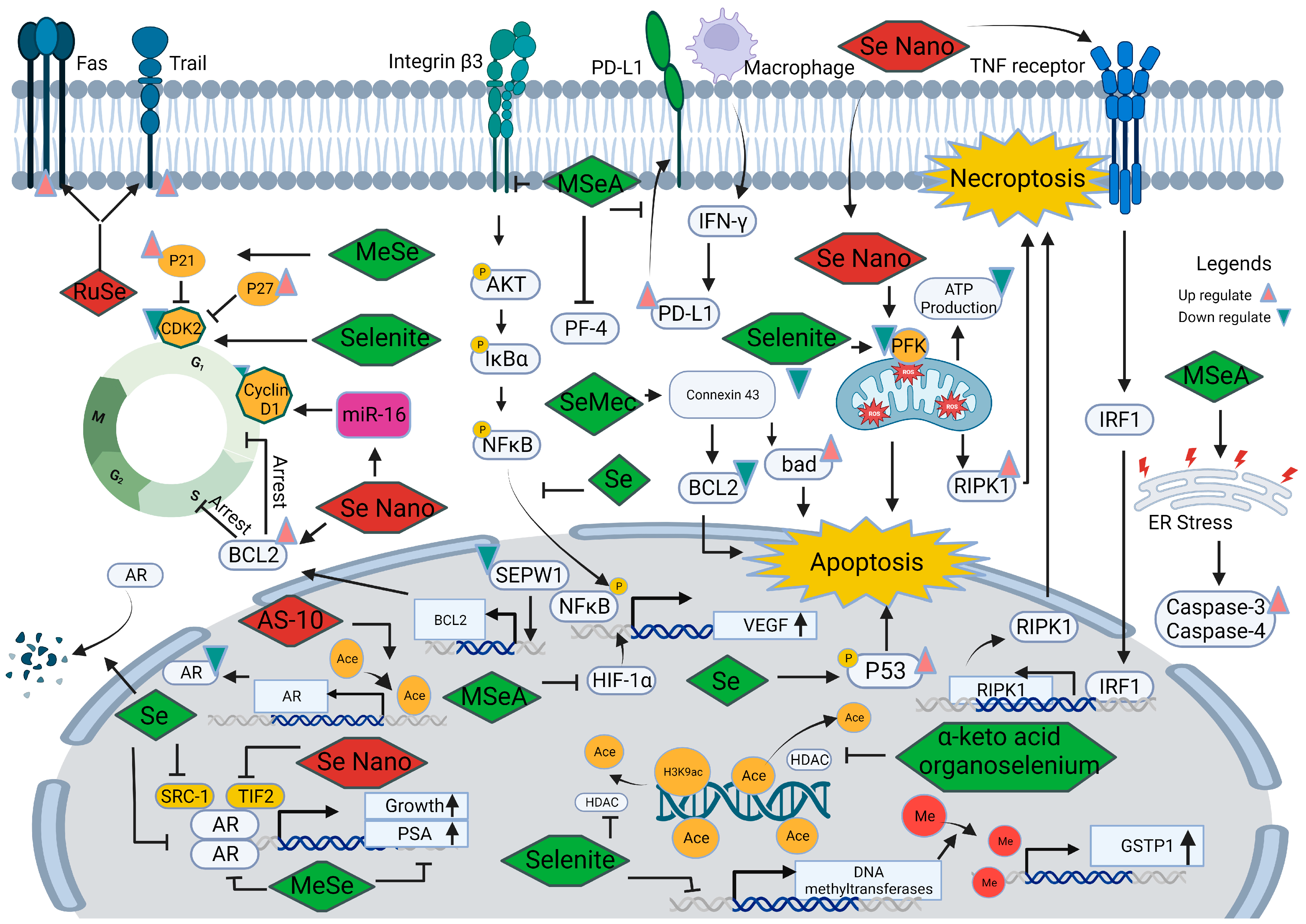 Pharmaceuticals 16 01250 g003