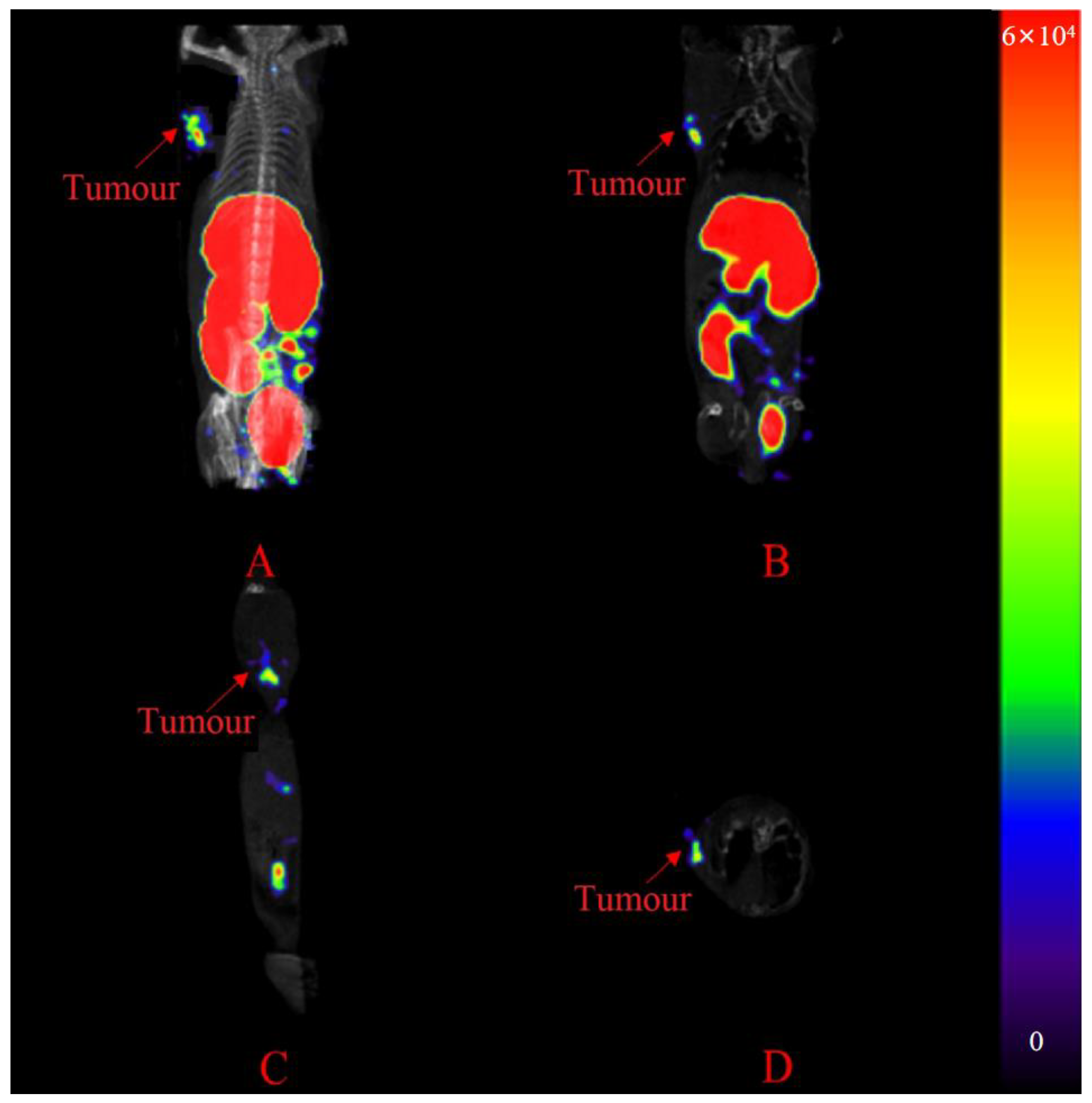 Pharmaceuticals 16 01276 g006