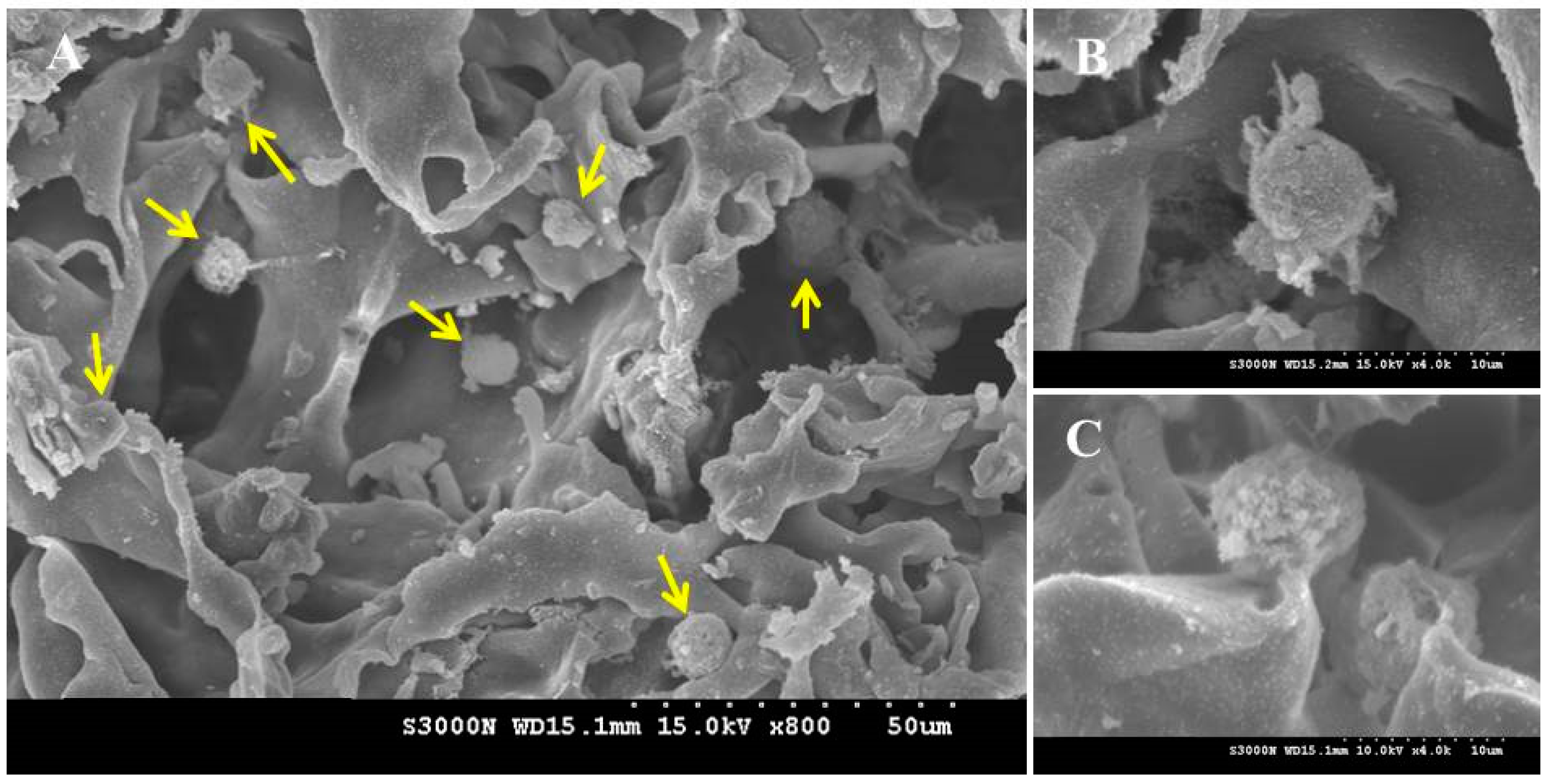 Pharmaceuticals 16 01293 g009