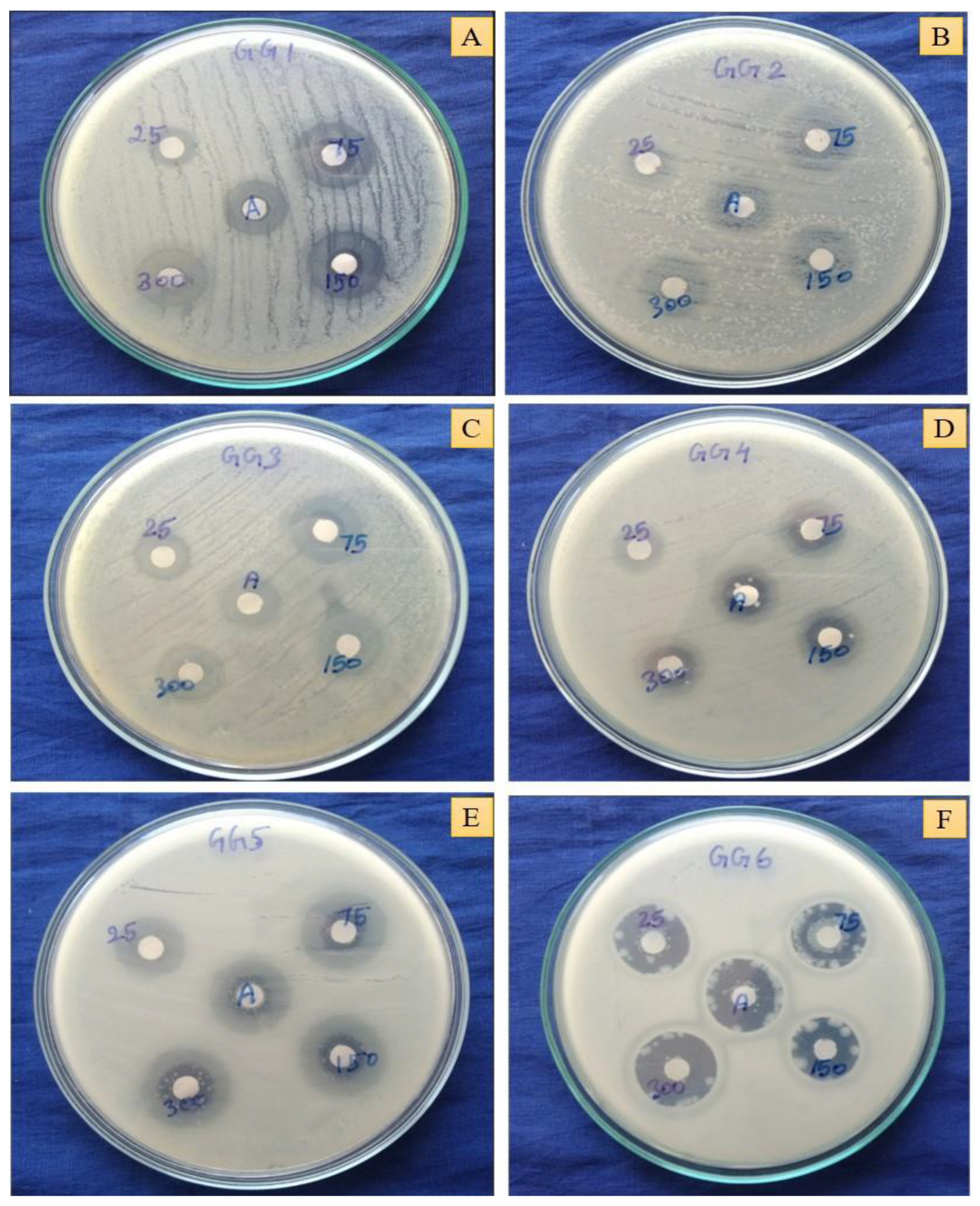 Pharmaceuticals 16 01311 g006