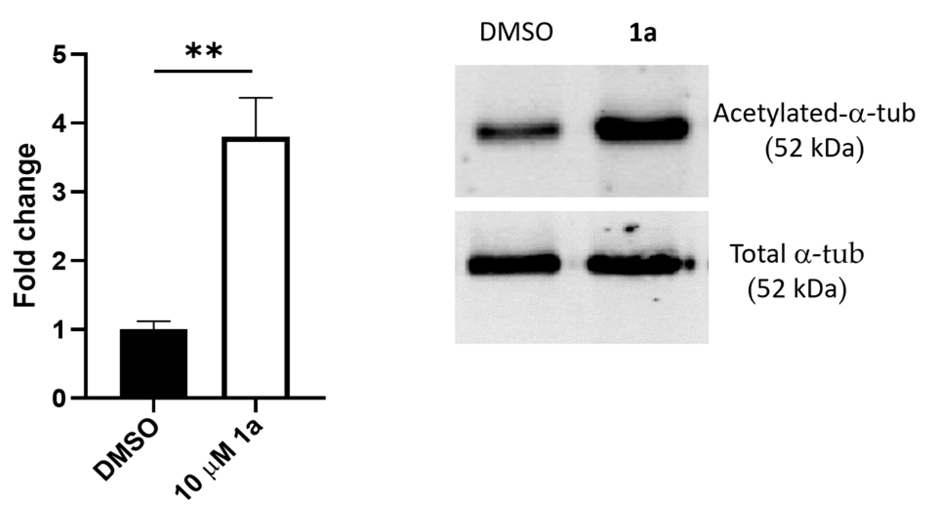 Pharmaceuticals 16 01316 g012