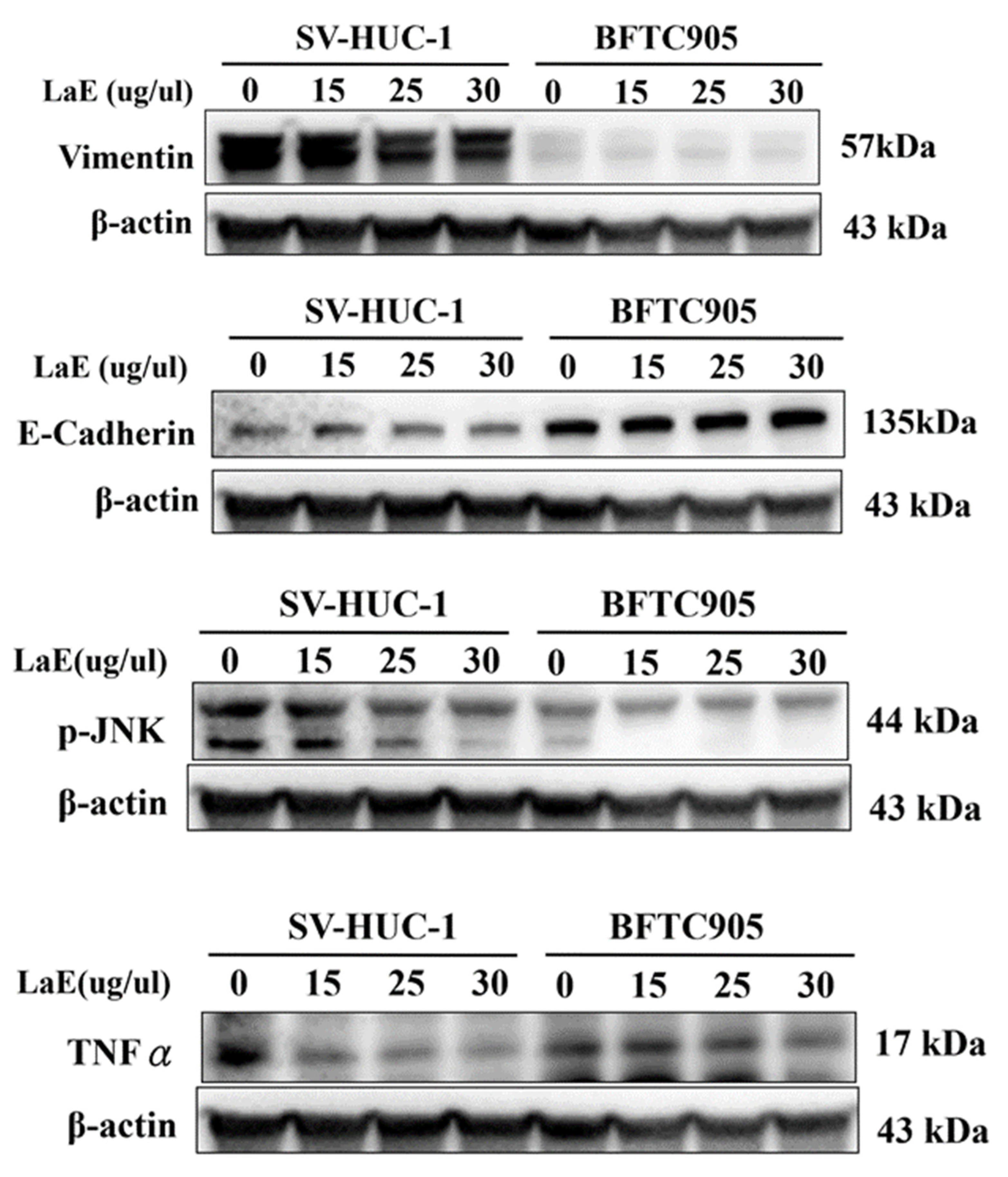 Pharmaceuticals 16 01338 g007