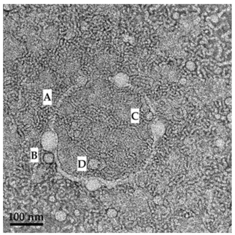 Pharmaceuticals 16 01348 g014