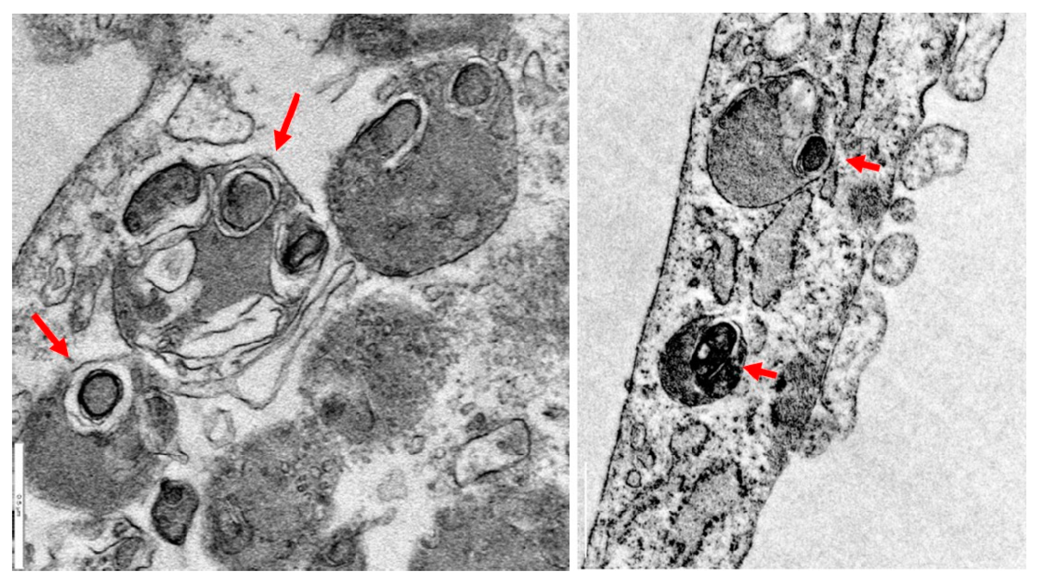 Pharmaceuticals 16 01359 g002 Pharmaceuticals 16 01359 g002