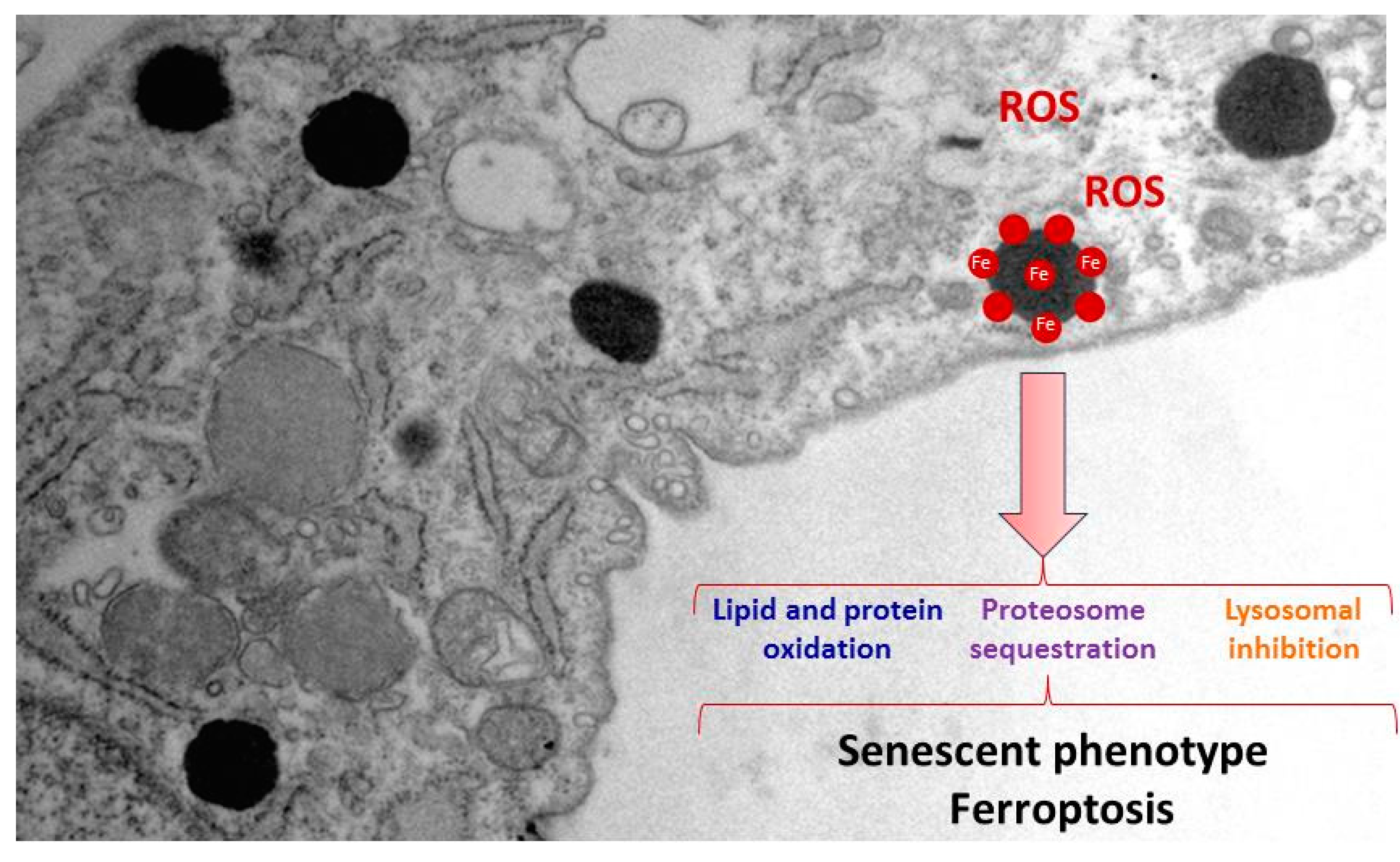 Pharmaceuticals 16 01359 g003 Pharmaceuticals 16 01359 g003