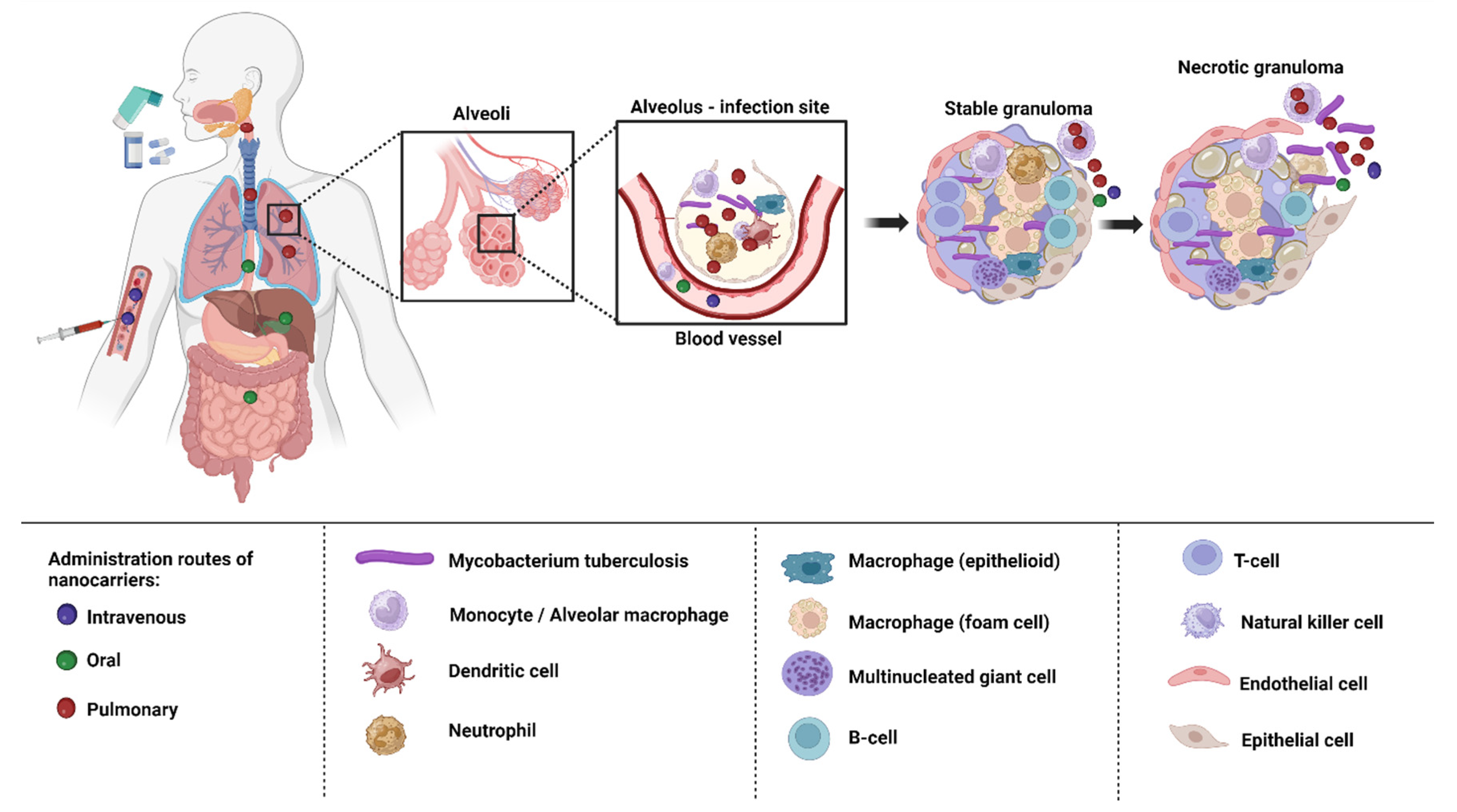 Anti-tuberculosis site-specific oral delivery system that enhances  rifampicin bioavailability in a fixed-dose combination with isoniazid