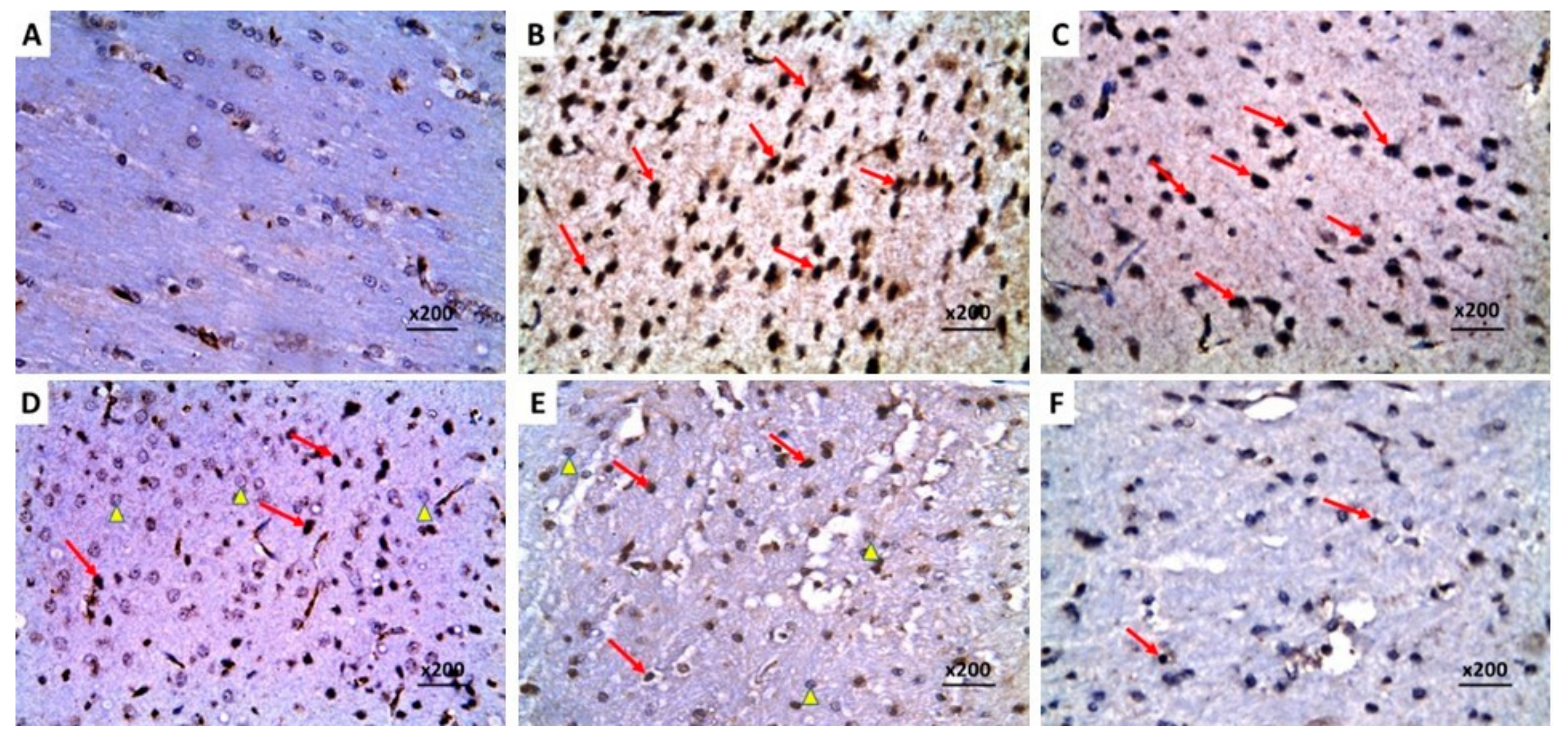 Pharmaceuticals 16 01370 g014
