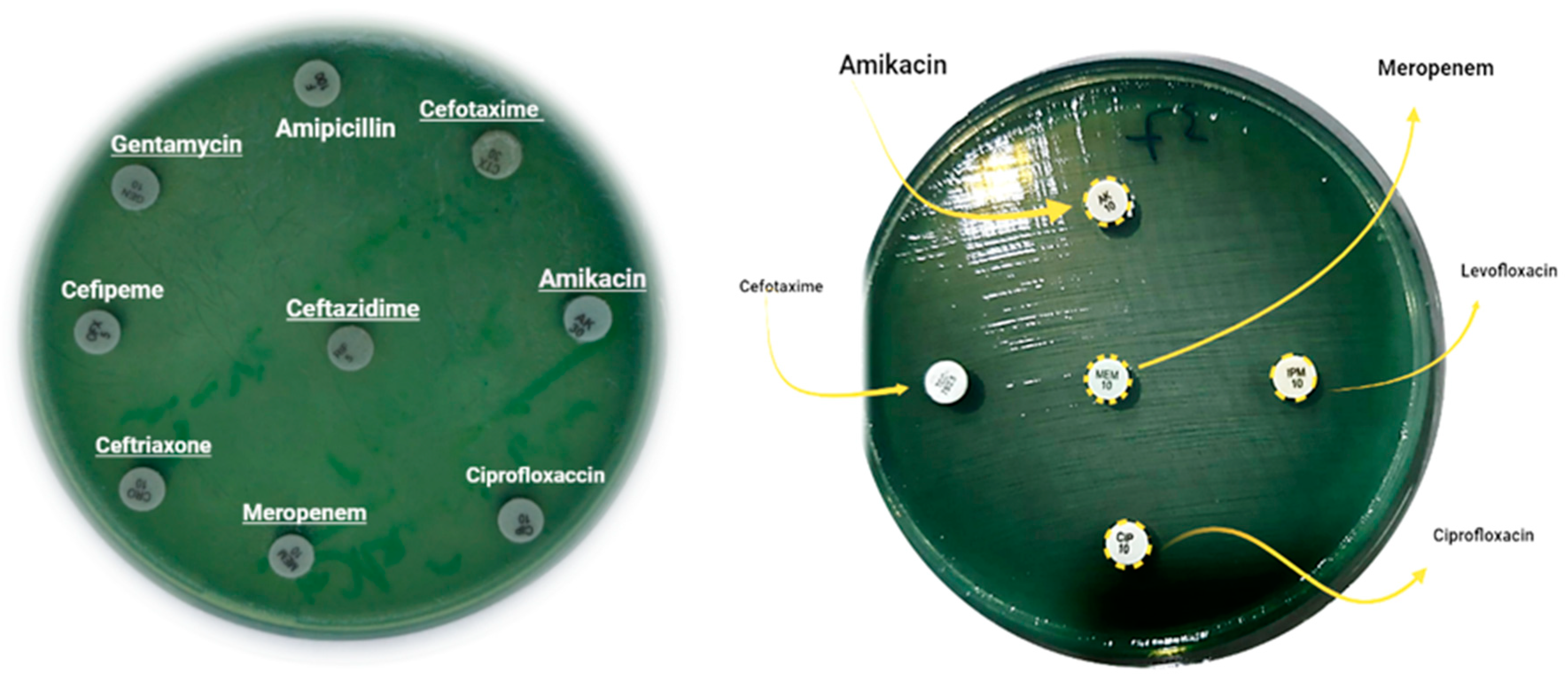 Pharmaceuticals 16 01383 g004