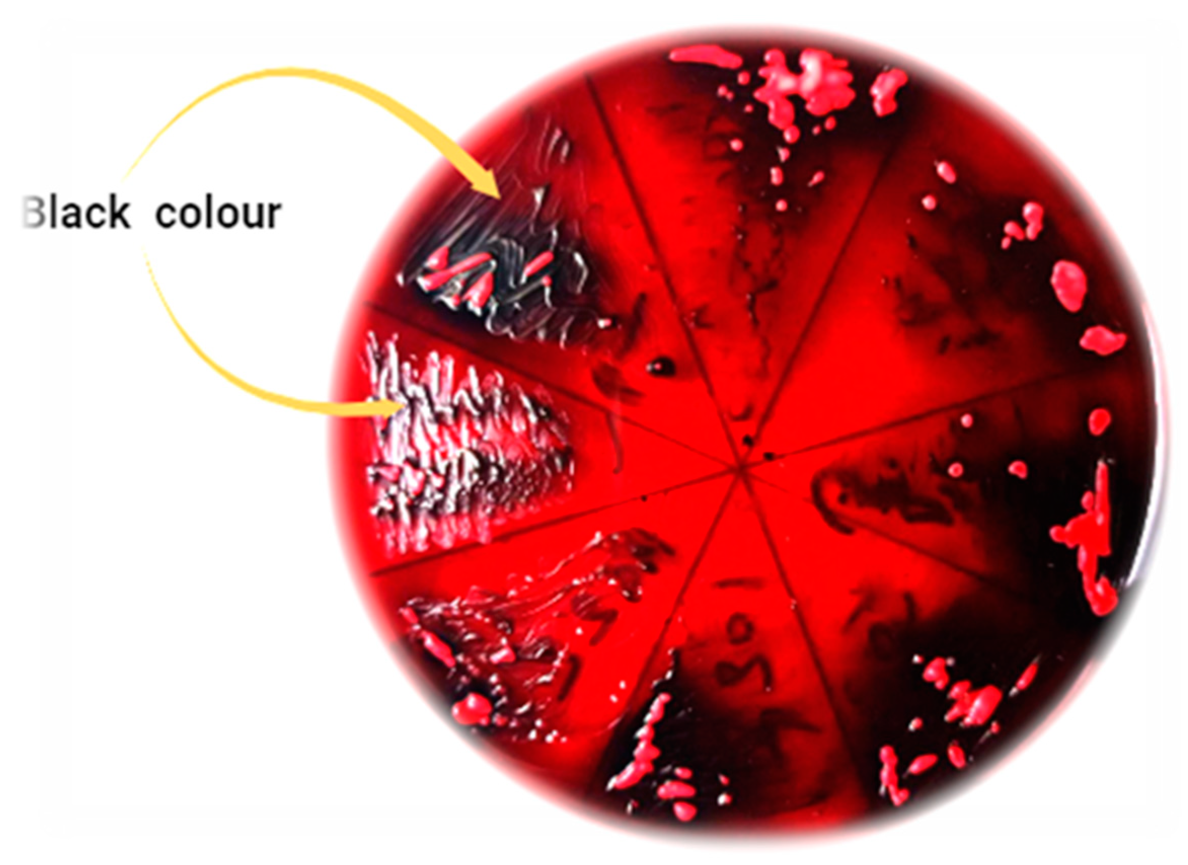 Pharmaceuticals 16 01383 g005