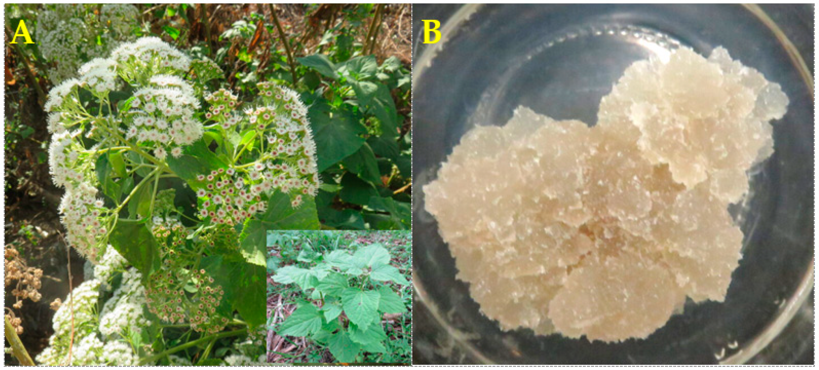 Pharmaceuticals 16 01400 g001