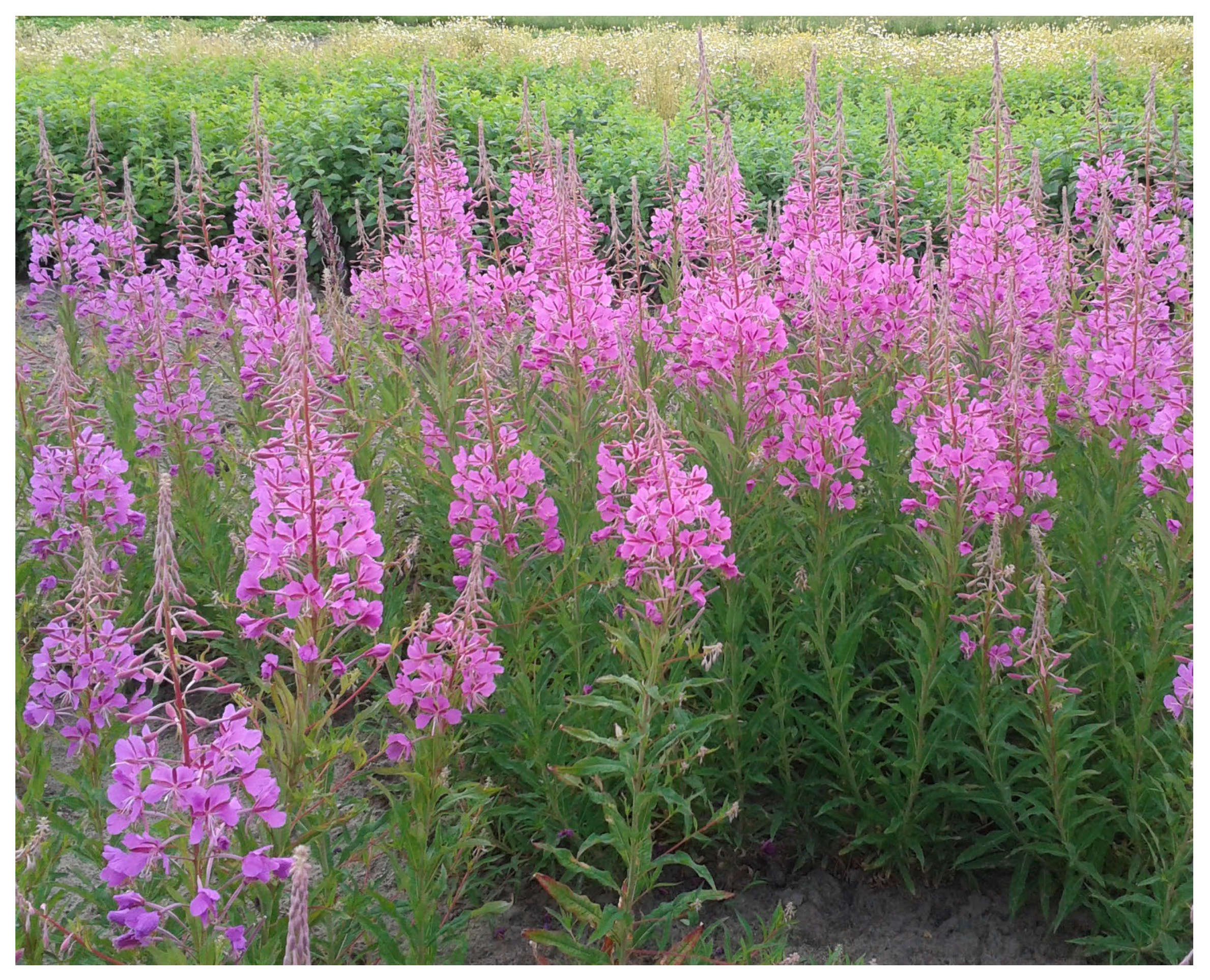 Pharmaceuticals 16 01419 g001 Pharmaceuticals 16 01419 g001