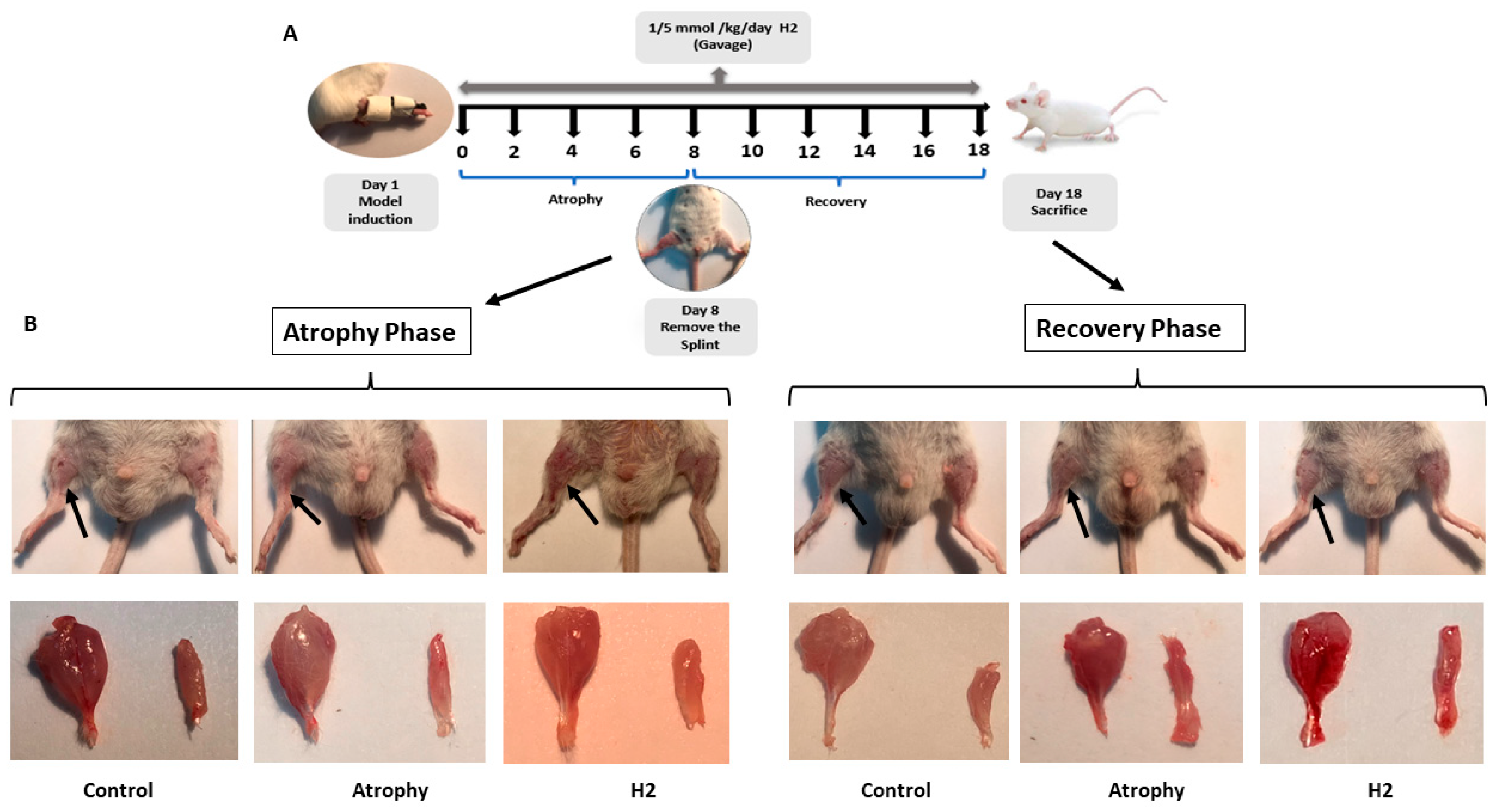 Pharmaceuticals 16 01436 g001