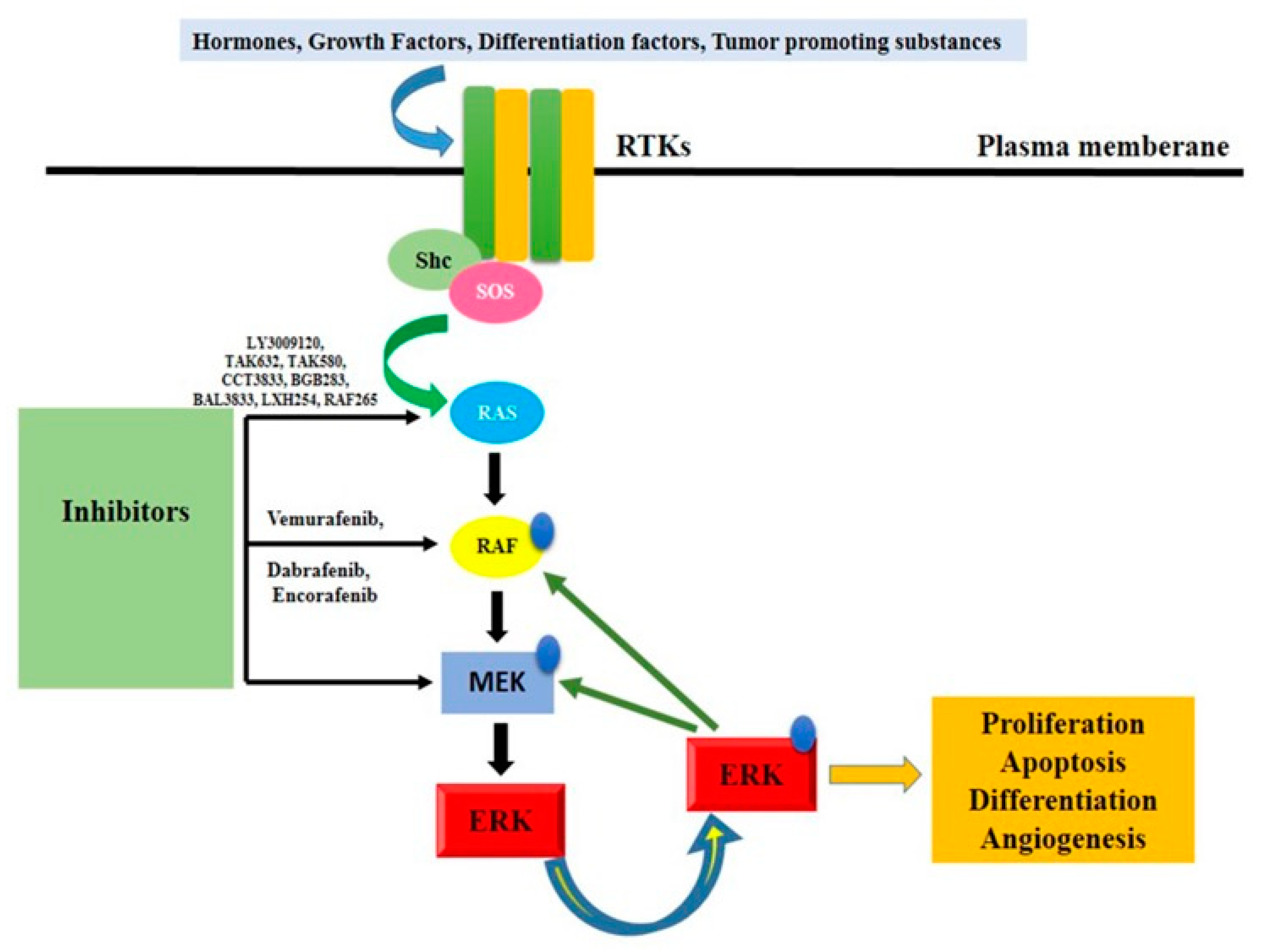 Pharmaceuticals 16 01441 g004 Pharmaceuticals 16 01441 g004