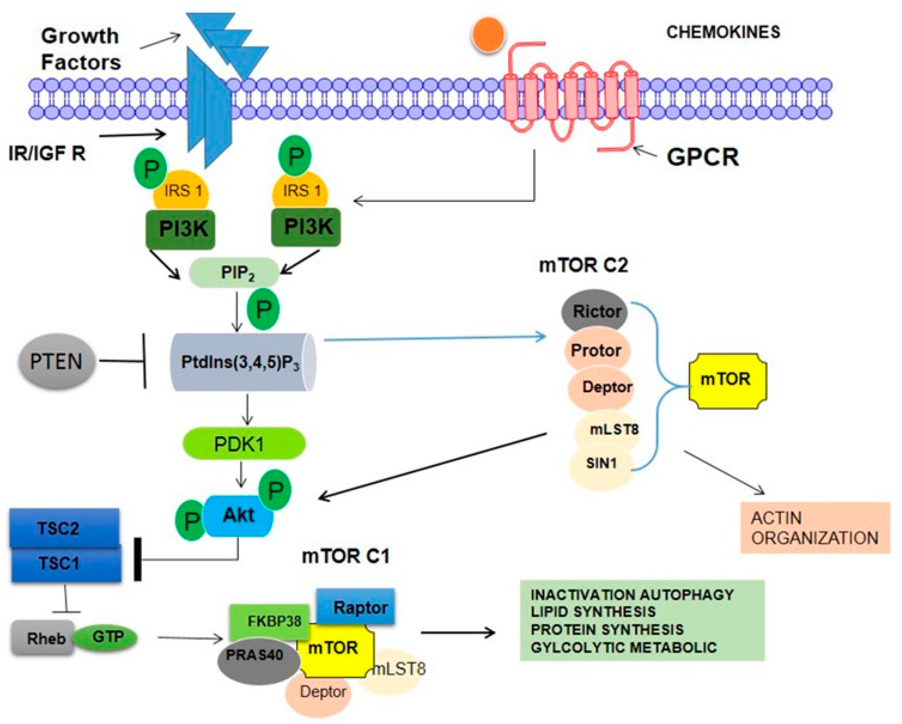 Pharmaceuticals 16 01441 g005 Pharmaceuticals 16 01441 g005