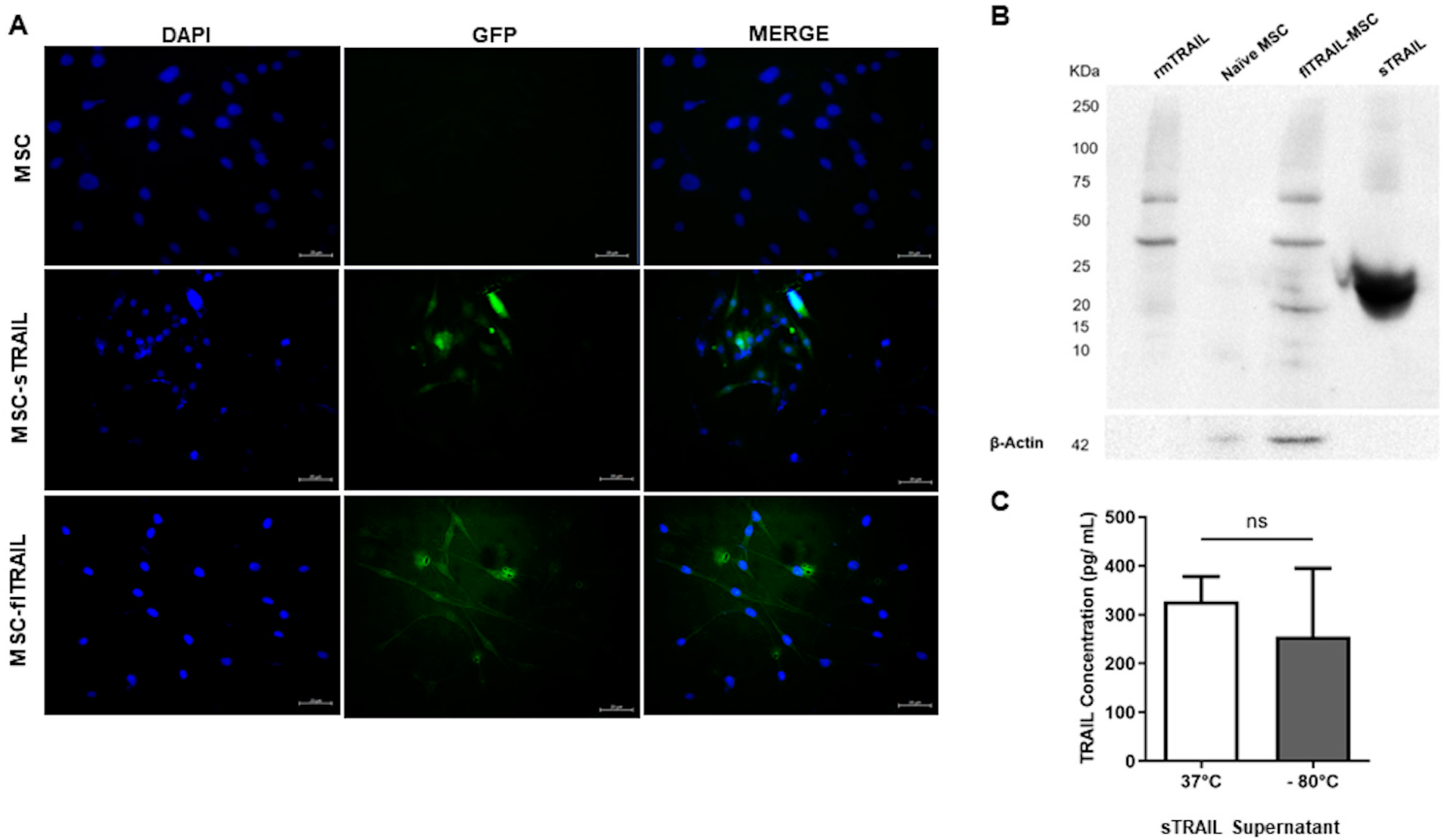 Pharmaceuticals 16 01448 g001