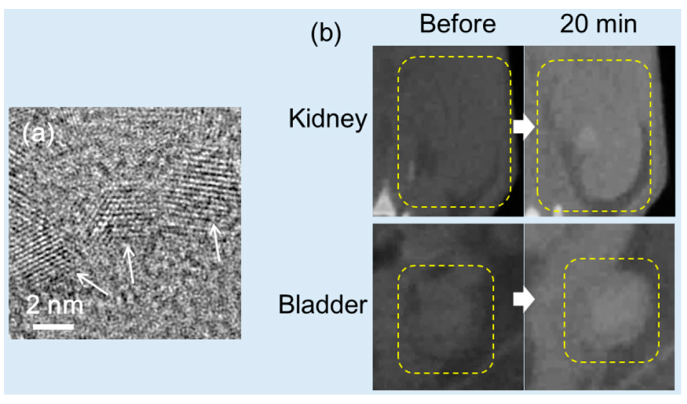 Pharmaceuticals 16 01463 g012 Pharmaceuticals 16 01463 g012