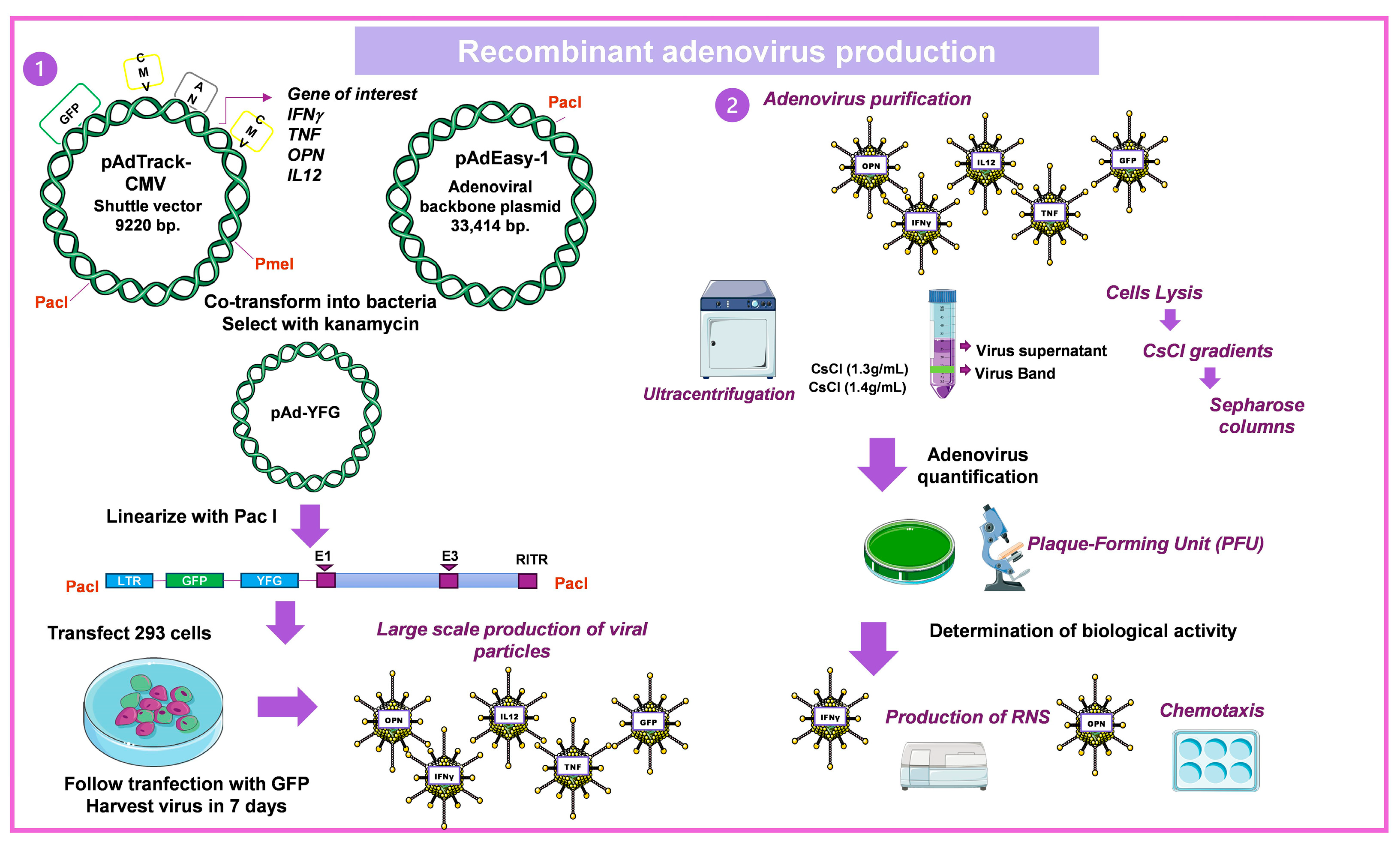 Pharmaceuticals 16 01475 g005