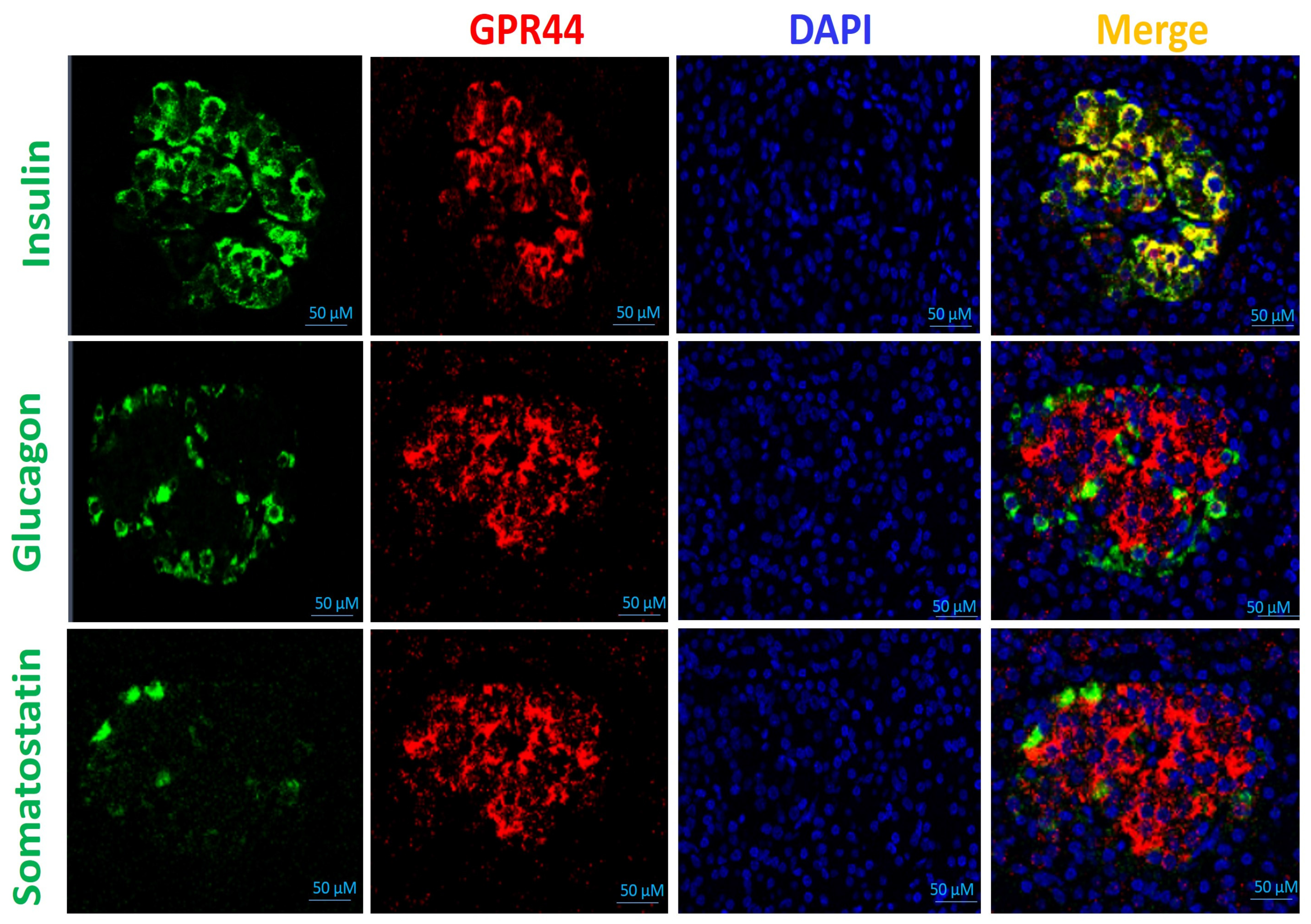 Pharmaceuticals 16 01480 g003