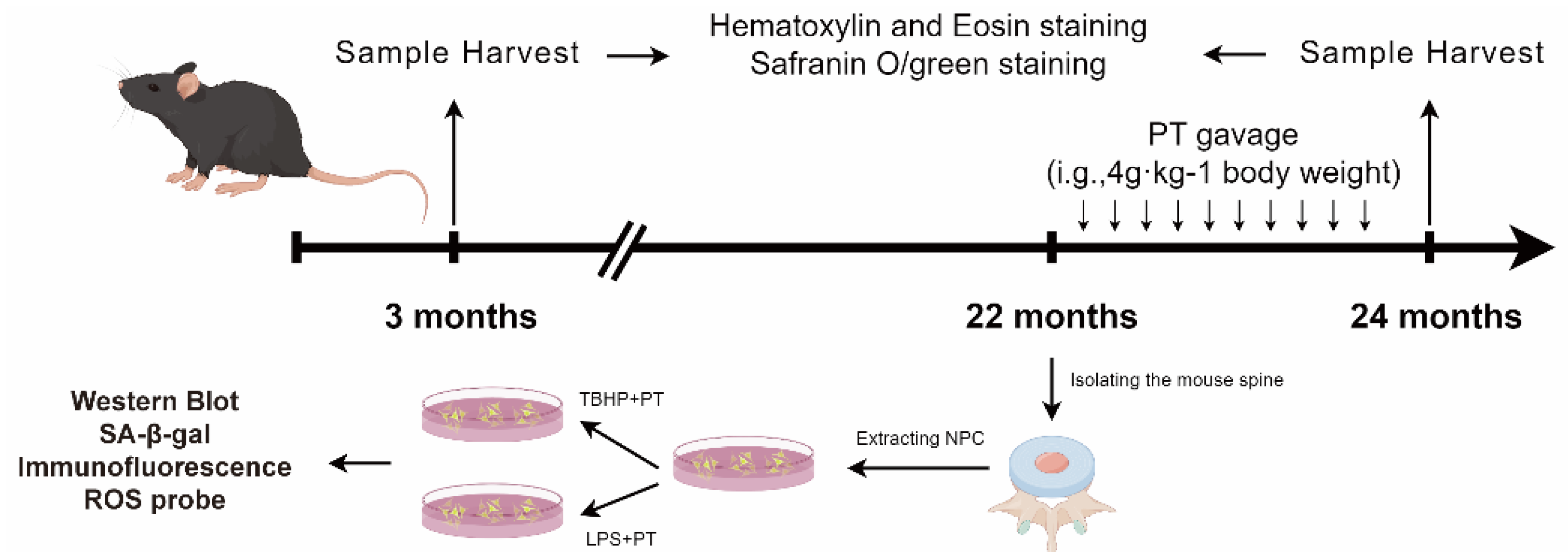 Pharmaceuticals 16 01482 g008
