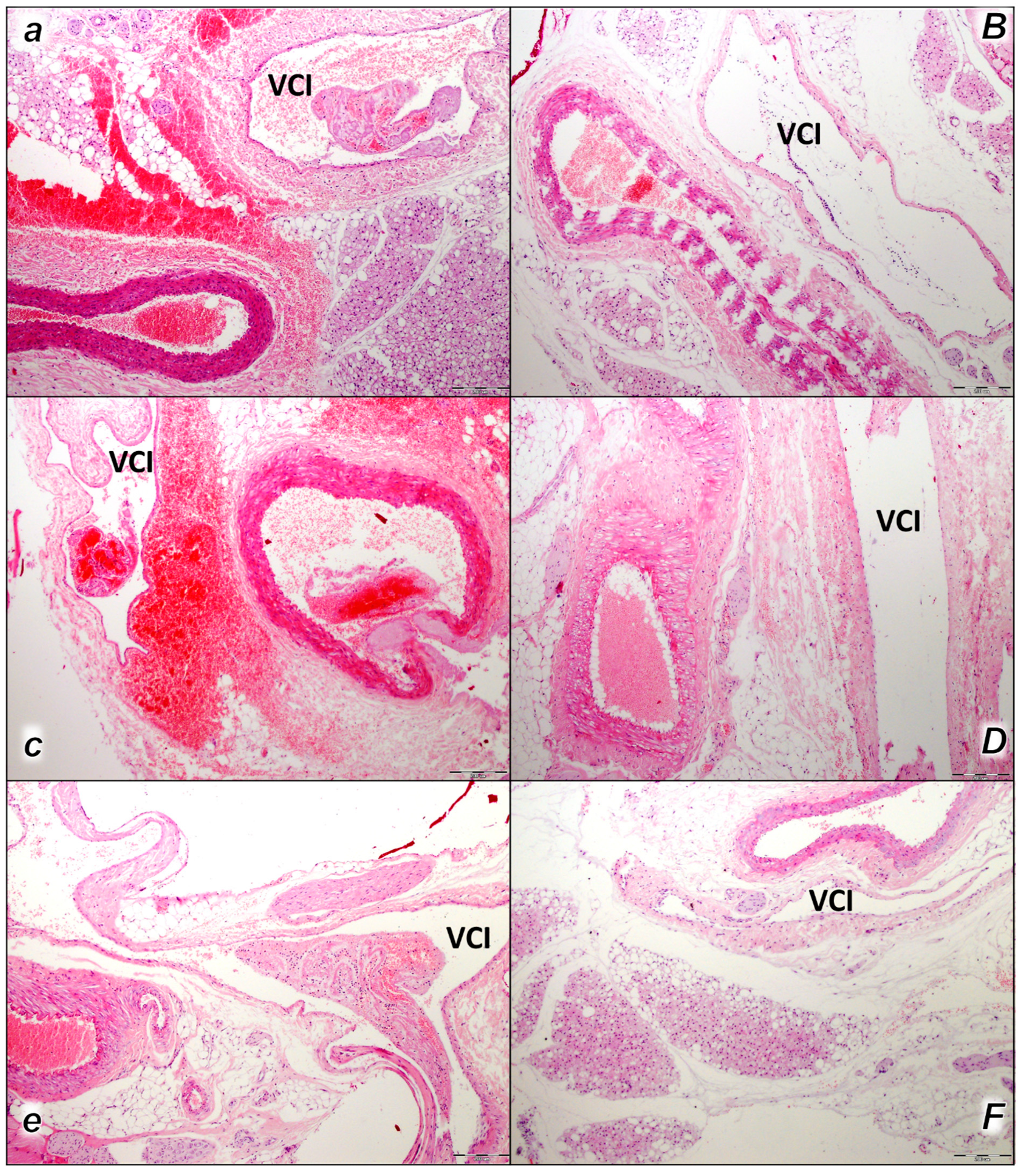 Pharmaceuticals 16 01507 g001 Pharmaceuticals 16 01507 g001