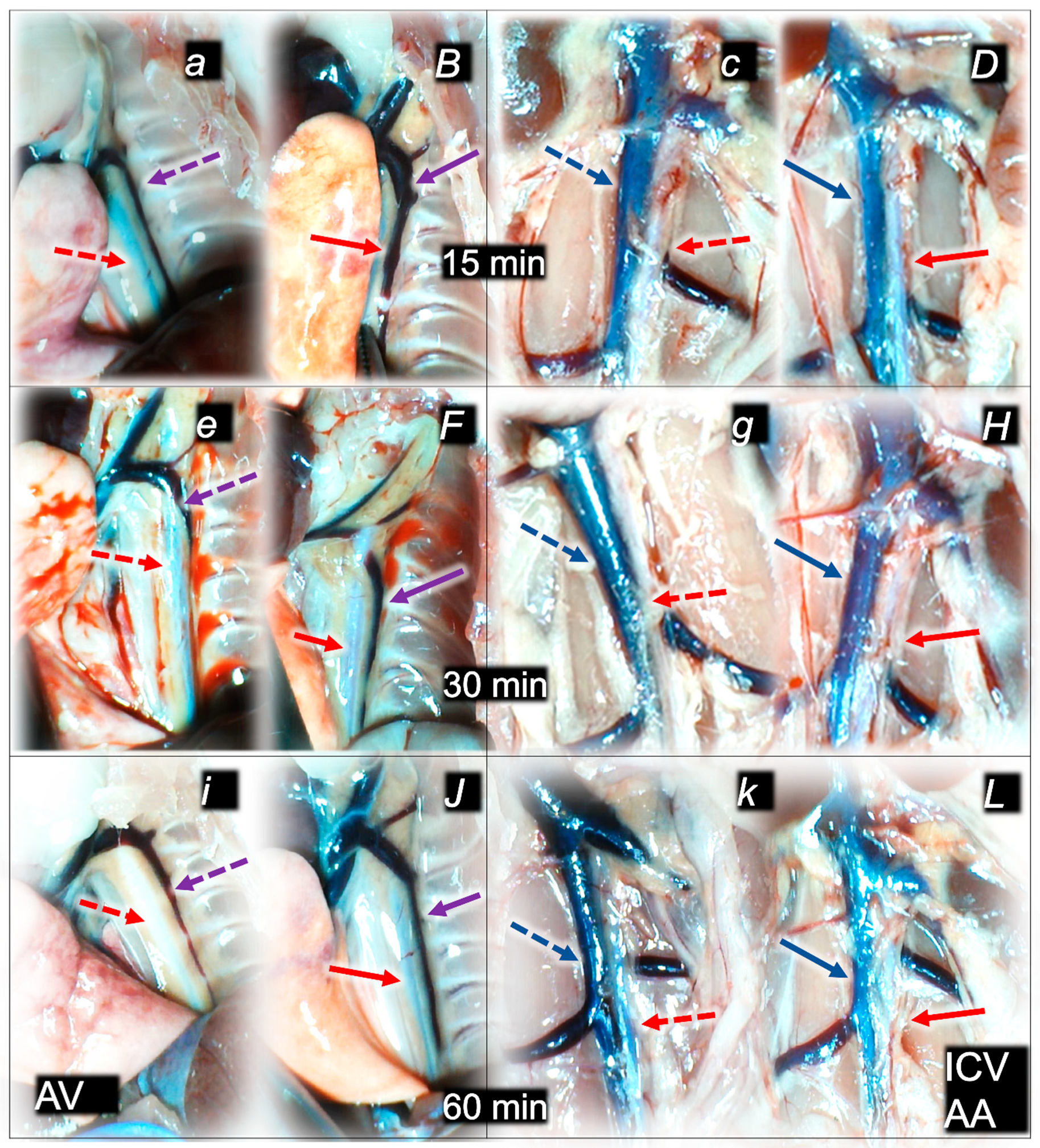Pharmaceuticals 16 01507 g003 Pharmaceuticals 16 01507 g003