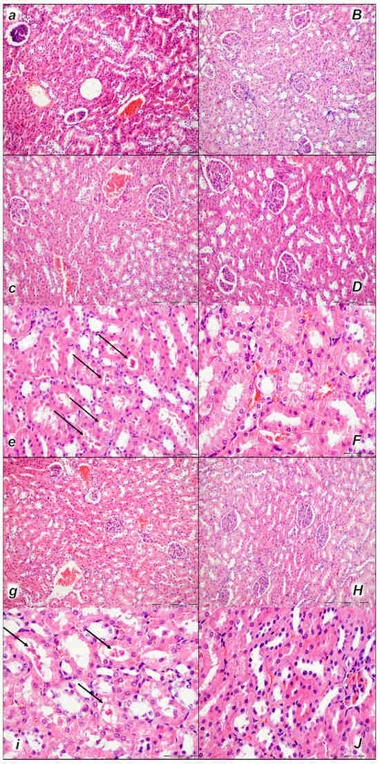 bpc 157 scar tissue Musculoskeletal and Healing with 157: Weight Loss and Vitality: Medical Weight Loss BPC-157 vs TB-500: Powerful Peptide
