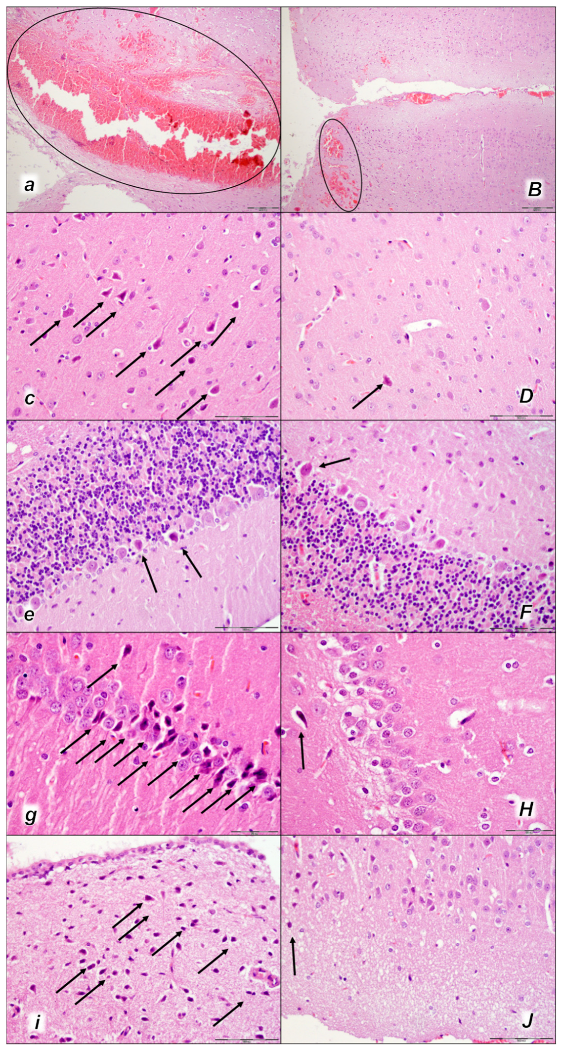 Pharmaceuticals 16 01507 g012 Pharmaceuticals 16 01507 g012