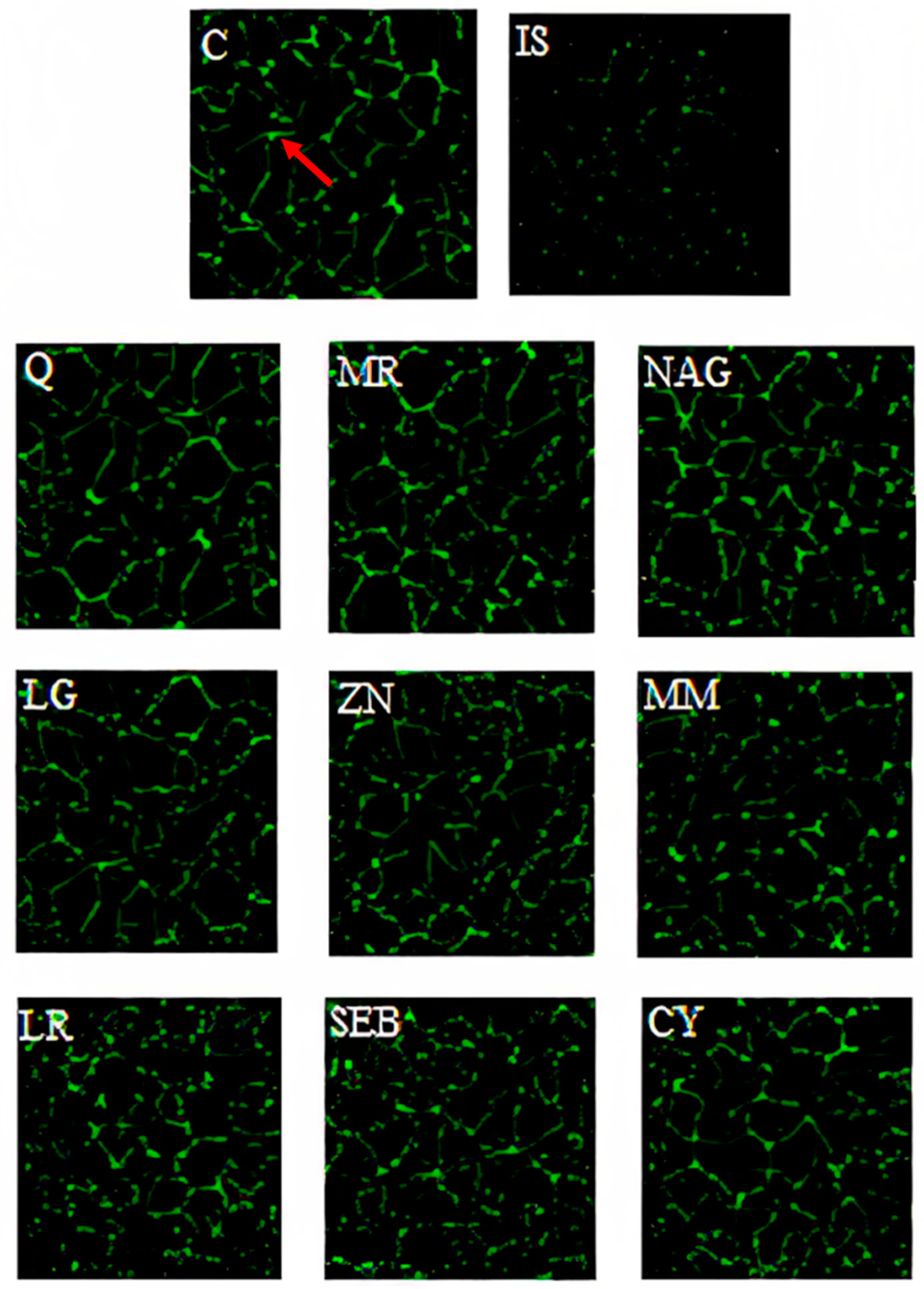 Pharmaceuticals 16 01511 g005