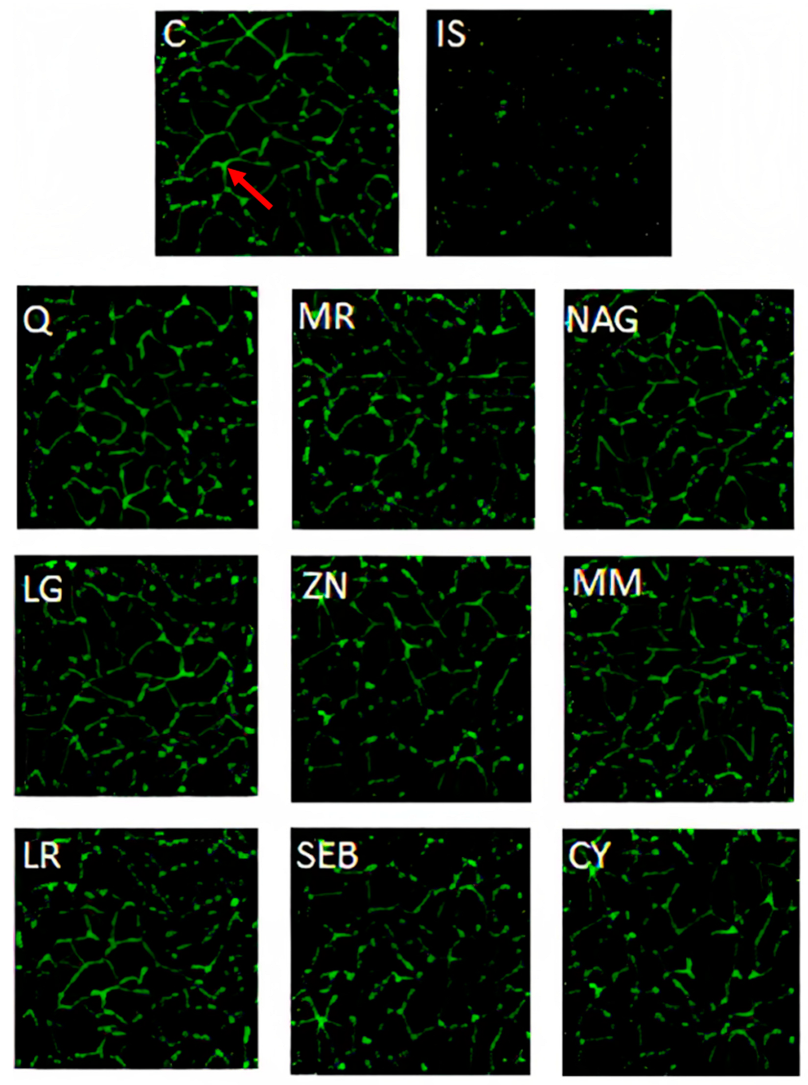 Pharmaceuticals 16 01511 g007
