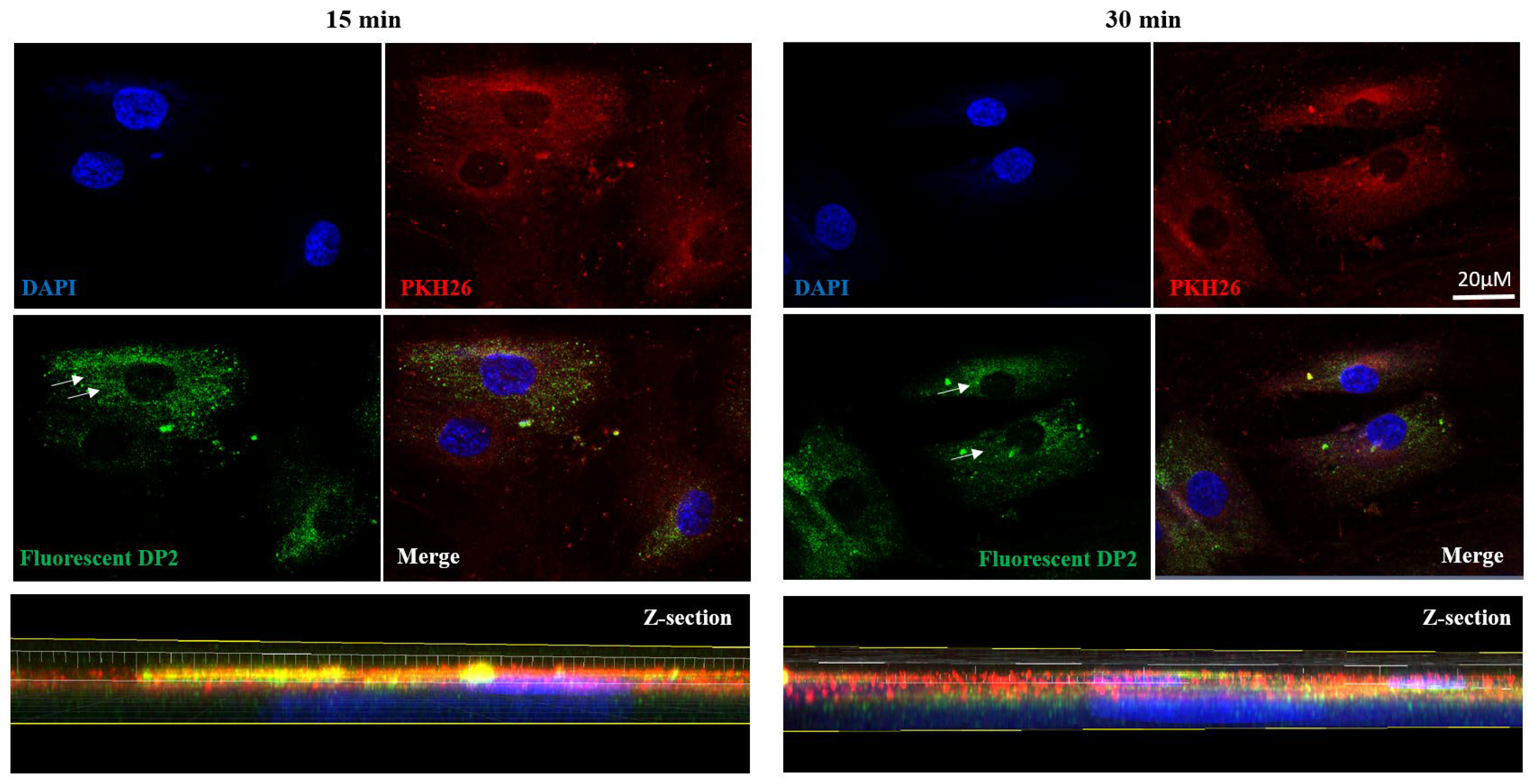 Pharmaceuticals 16 01512 g004