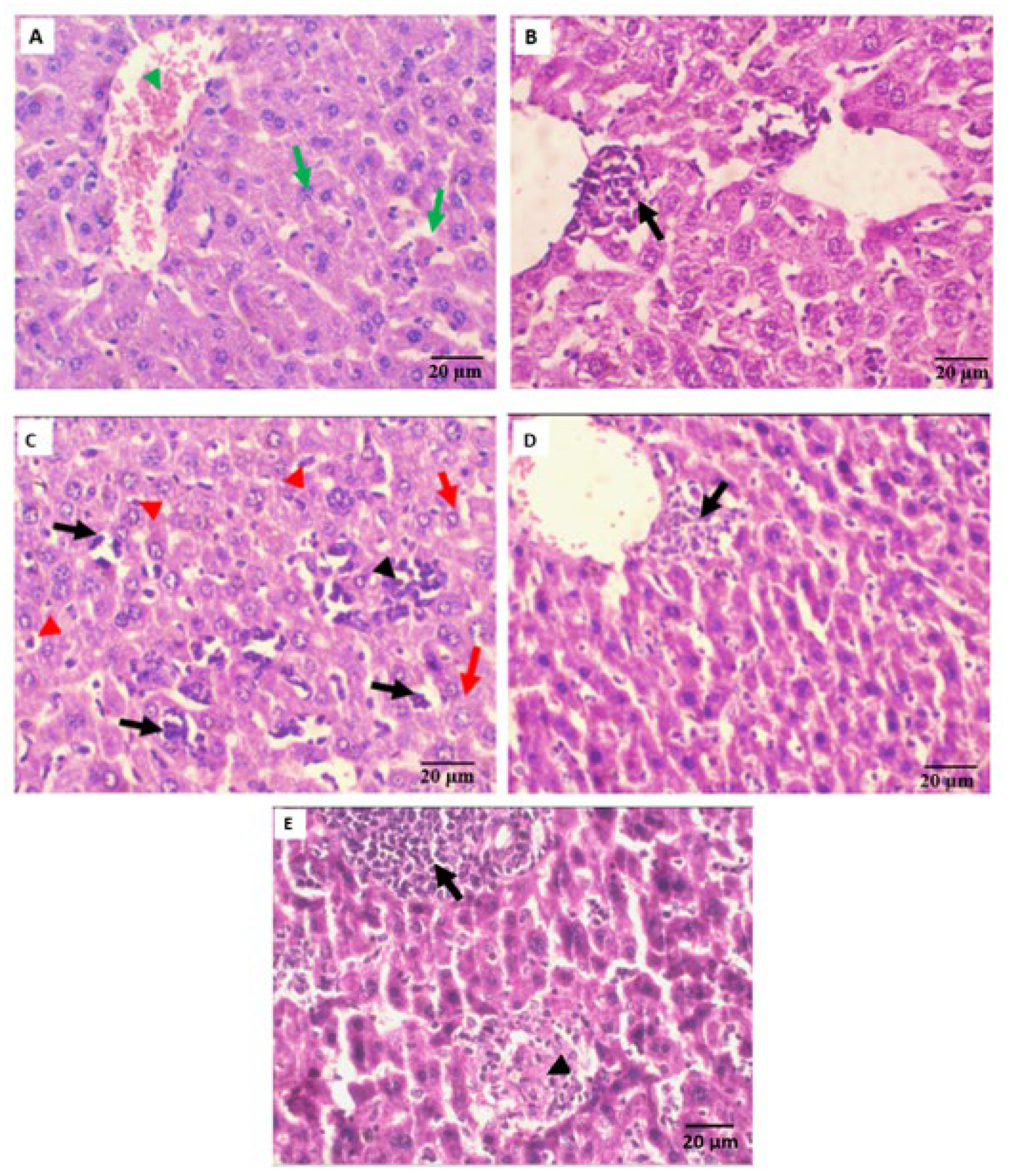 Pharmaceuticals 16 01524 g004