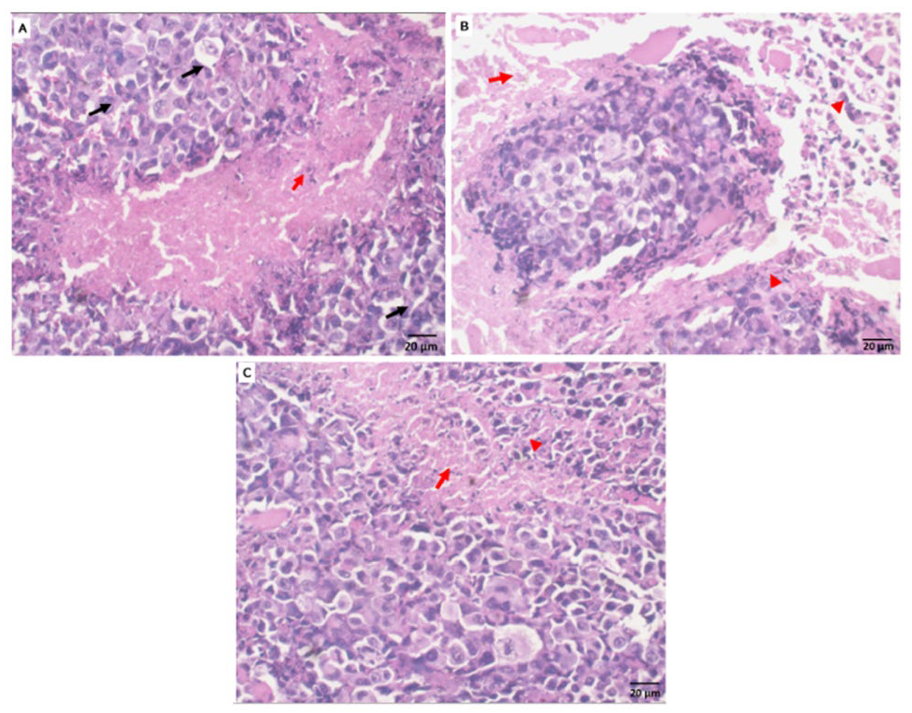 Pharmaceuticals 16 01524 g006