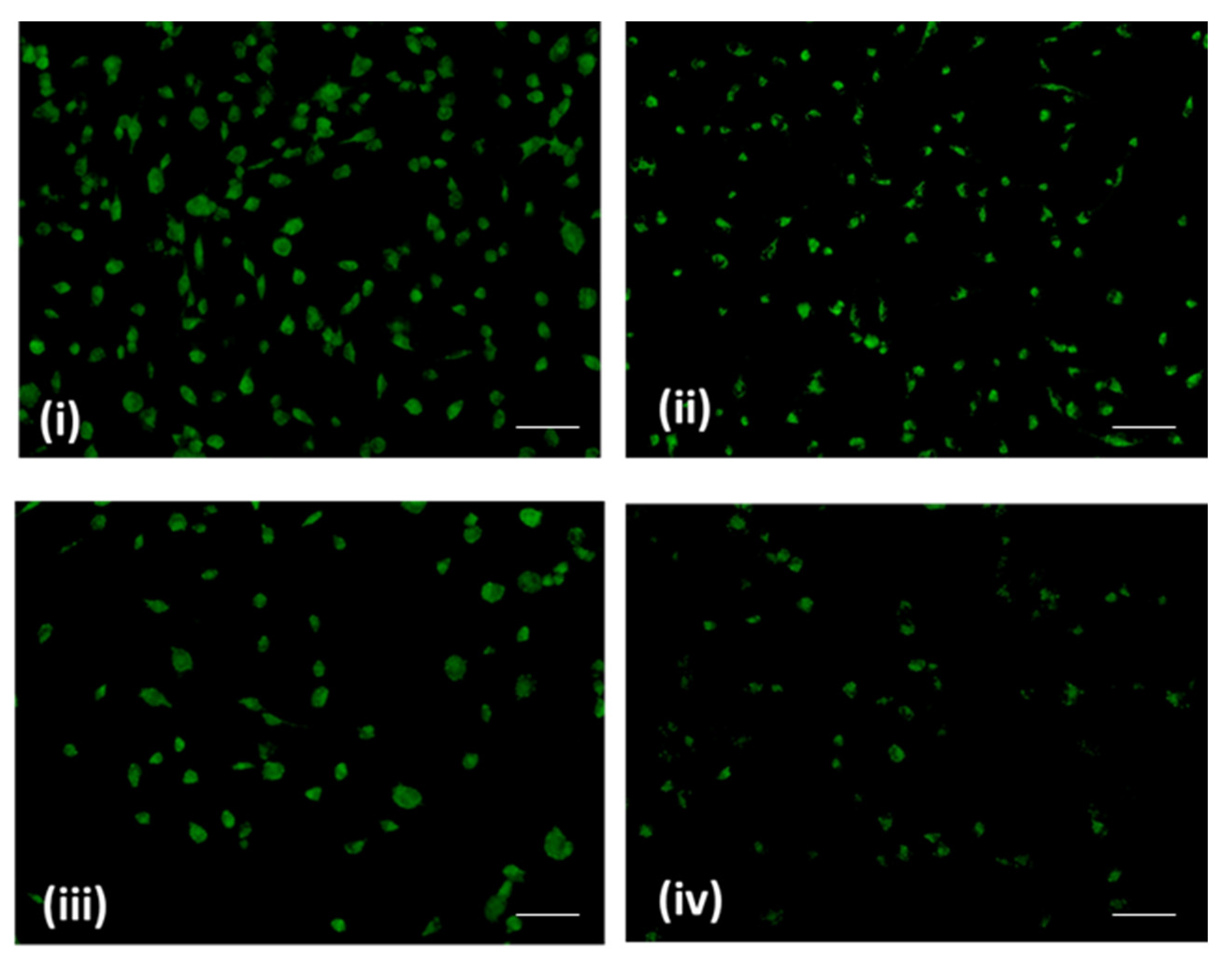 Pharmaceuticals 16 01528 g004