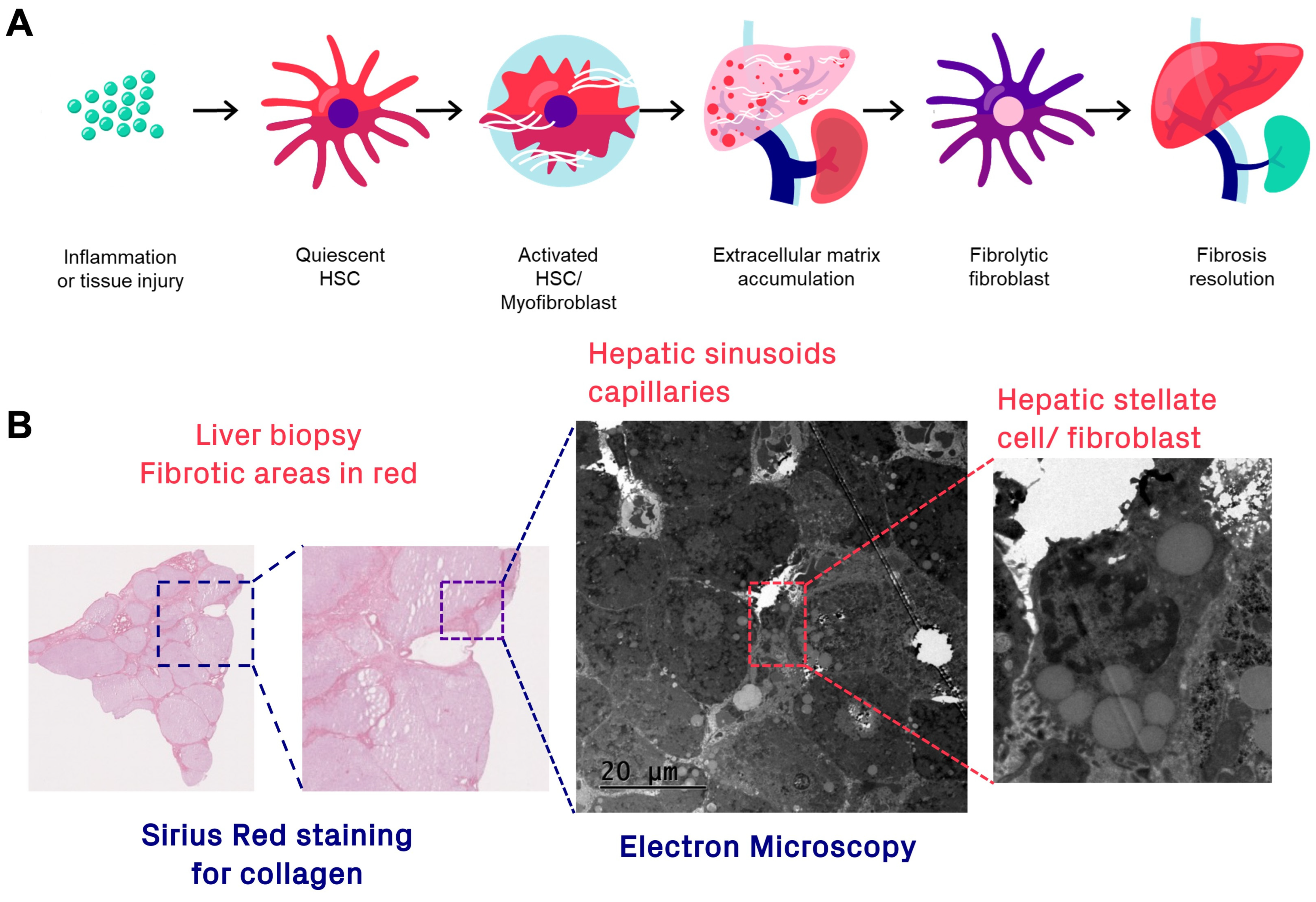 Pharmaceuticals 16 01540 g002