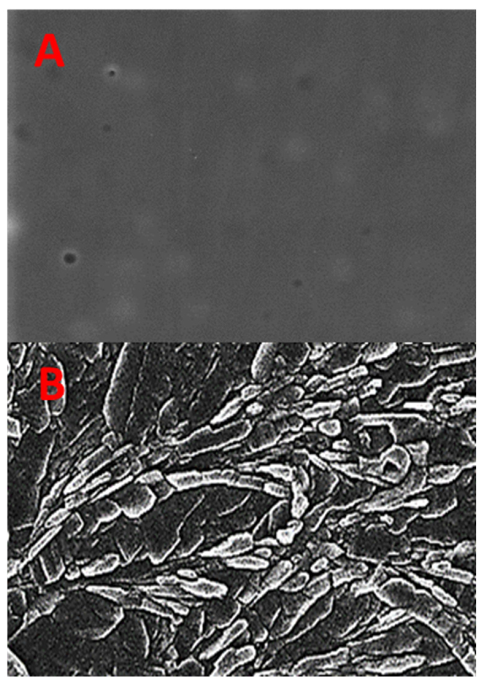 Pharmaceuticals 16 01551 g004 Pharmaceuticals 16 01551 g004