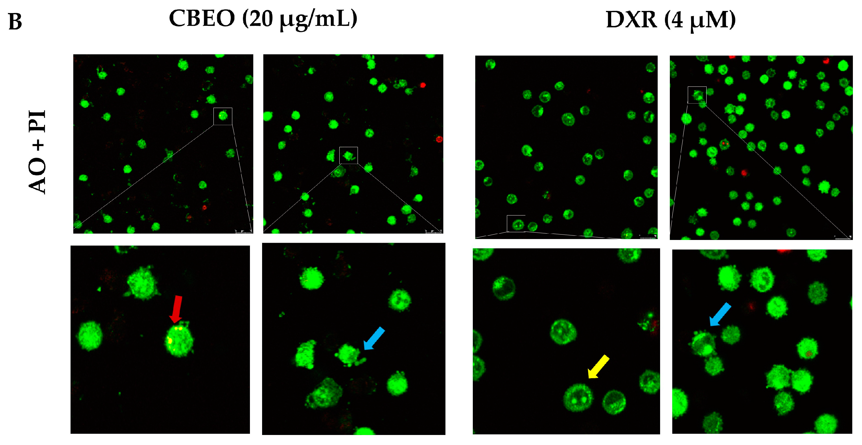 Pharmaceuticals 16 01553 g005b