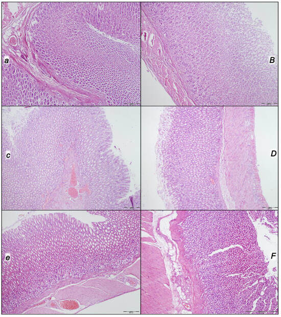 vijaya bpc 157 reviews BPC-157 & The Gut-Brain Axis: A Practitioner's Definitive Review of the  Evidence main image 0